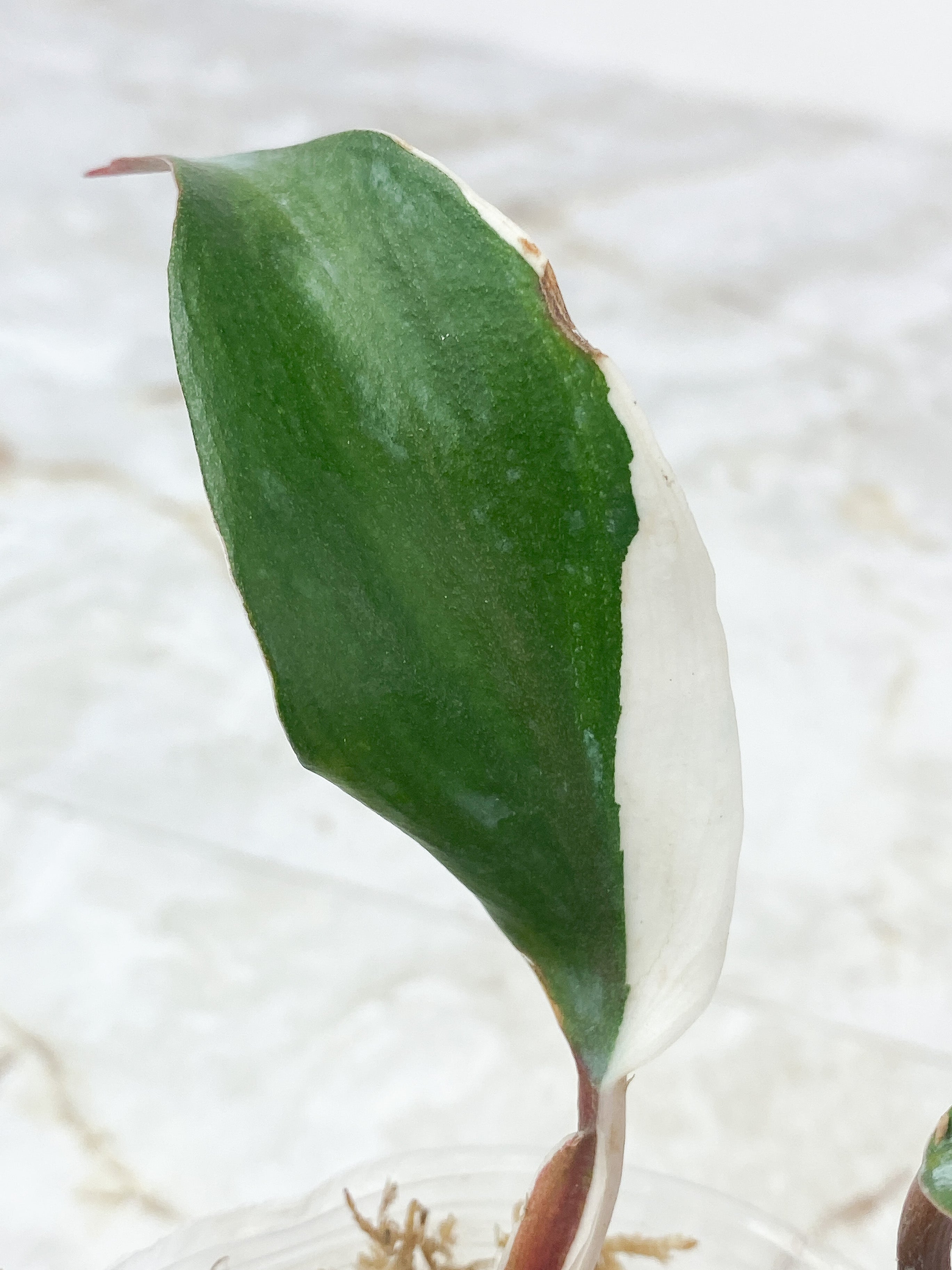 Philodendron White Knight Rooting 2 leaves highly variegated