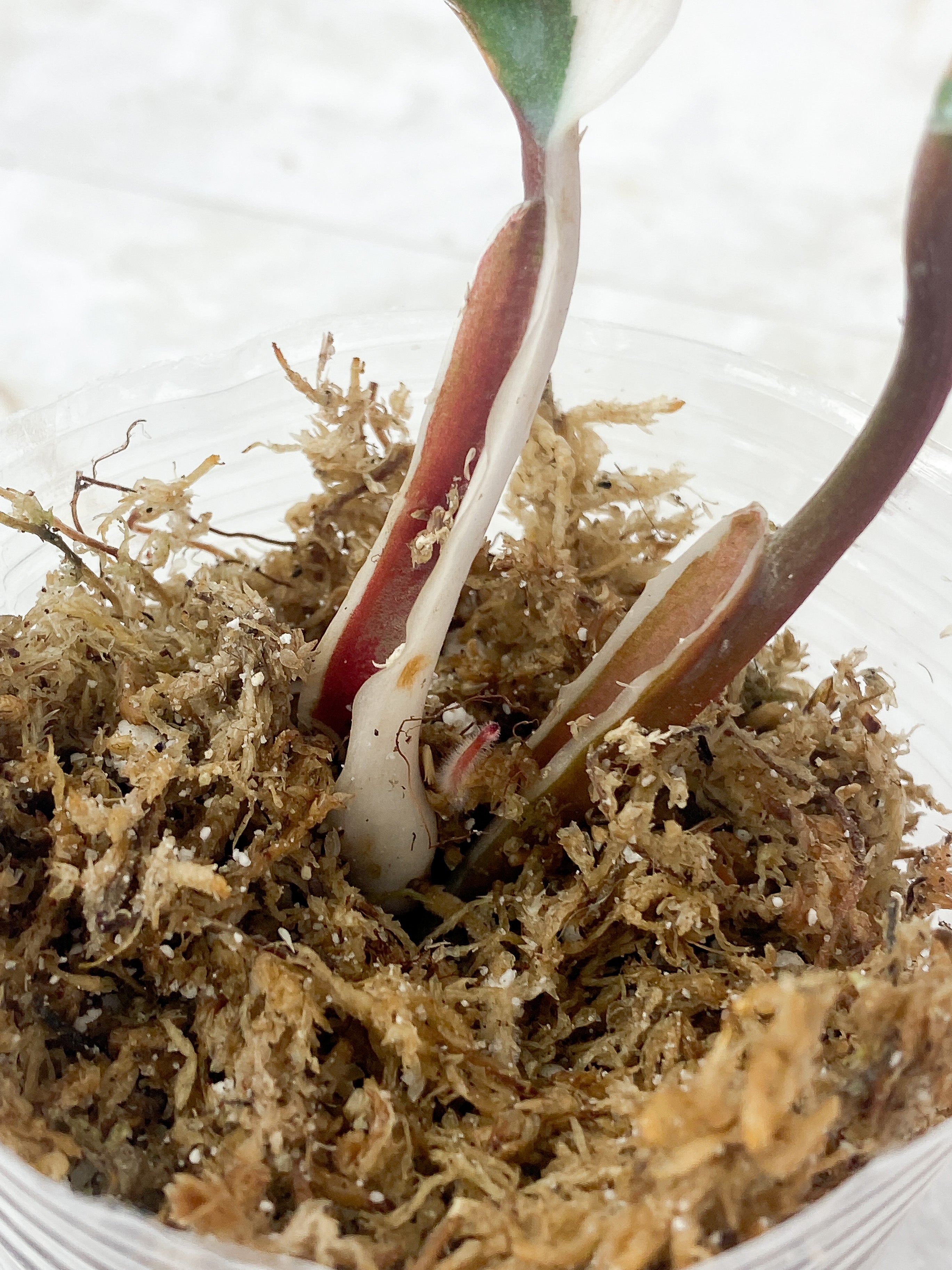 Philodendron White Knight Rooting 2 leaves highly variegated