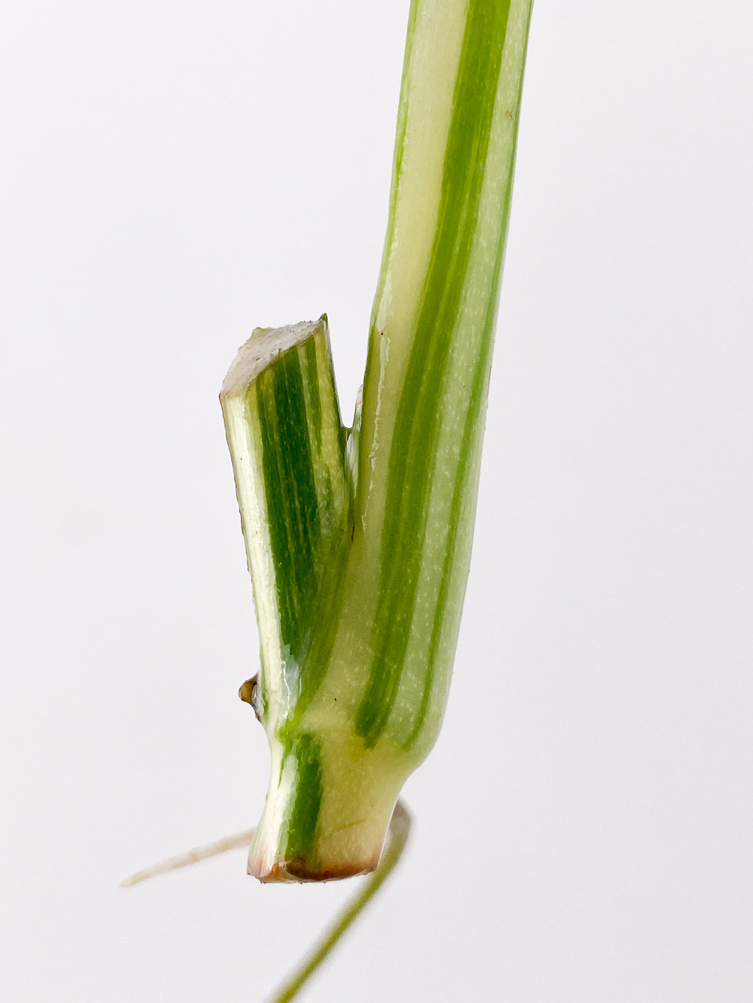 Monstera Lechleriana variegated 1 leaf