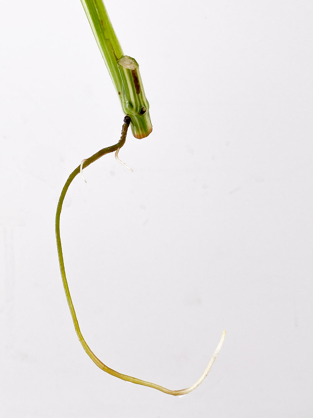 Monstera Lechleriana variegated 1 leaf