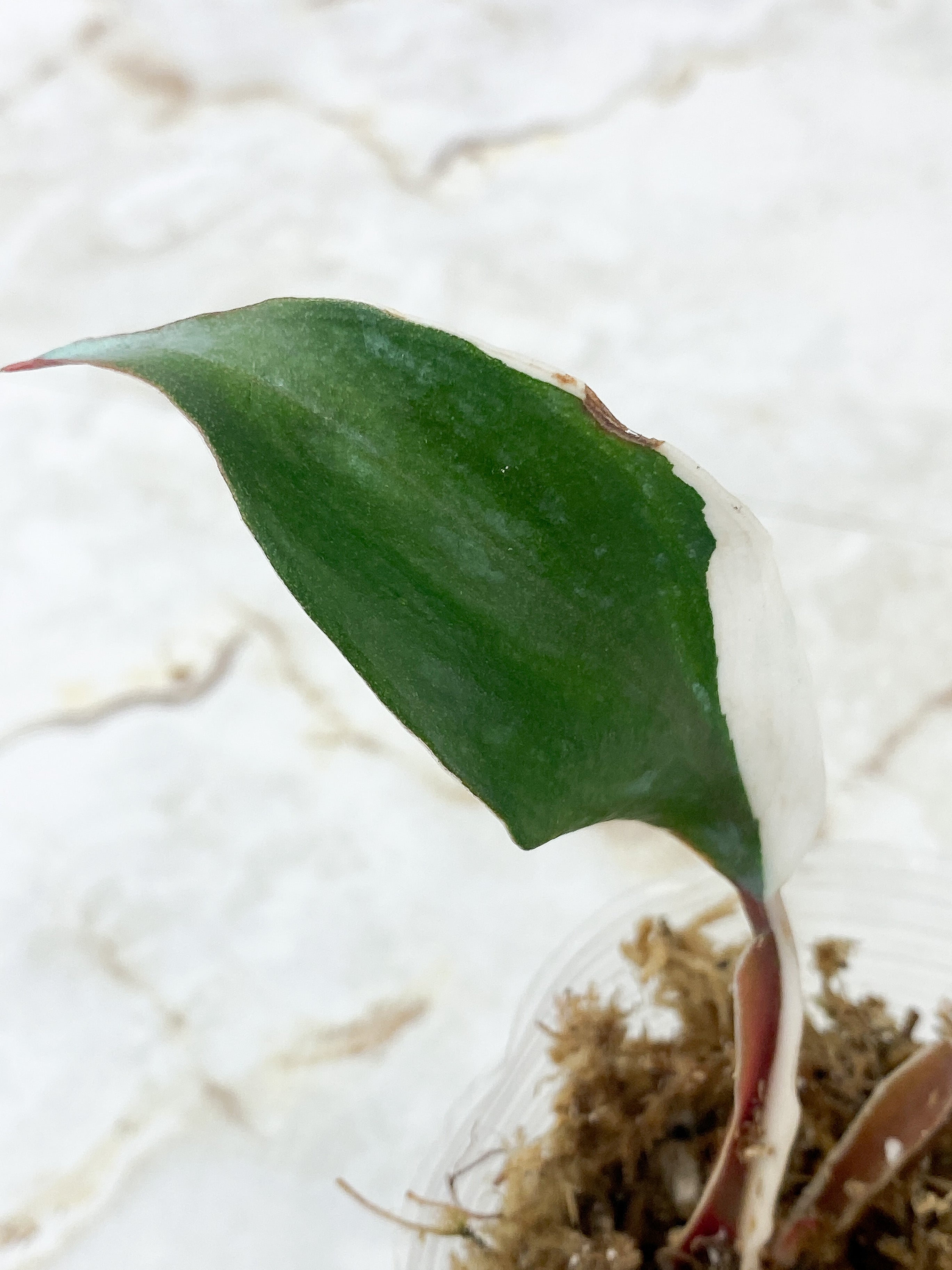 Philodendron White Knight Rooting 2 leaves highly variegated