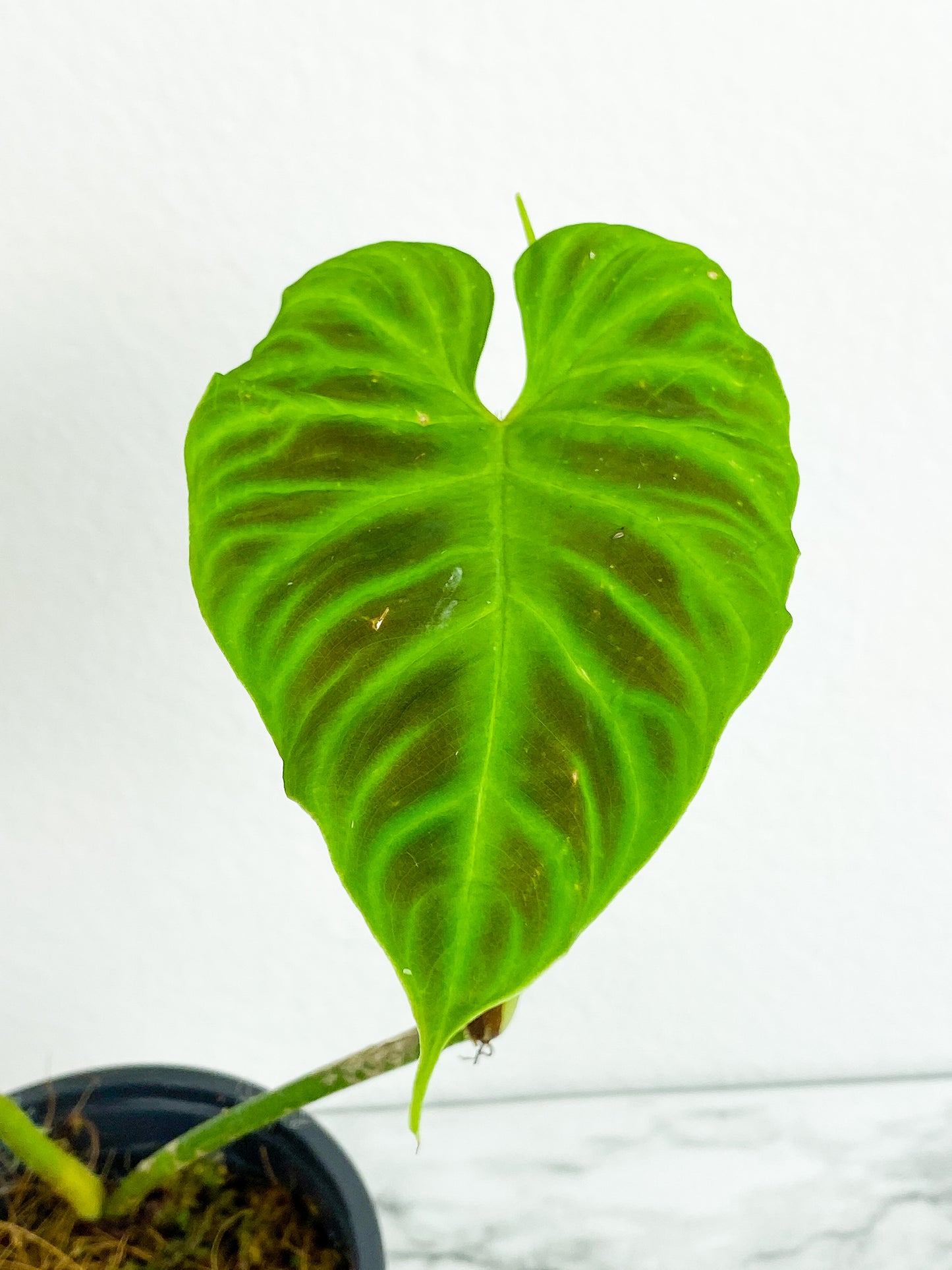 Philodendron verrucosum tambillo rooted 3 leaves (1 leaf is unfurling)