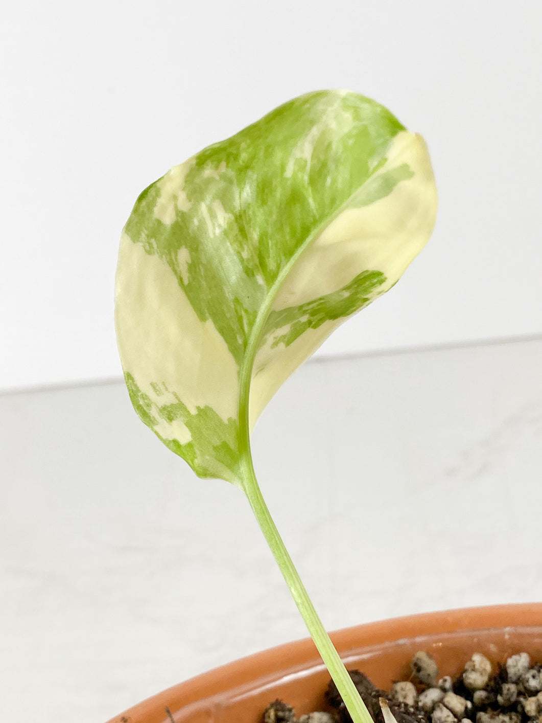 Monstera Lechelriana variegated  Rooted 1 leaf 1 sprout