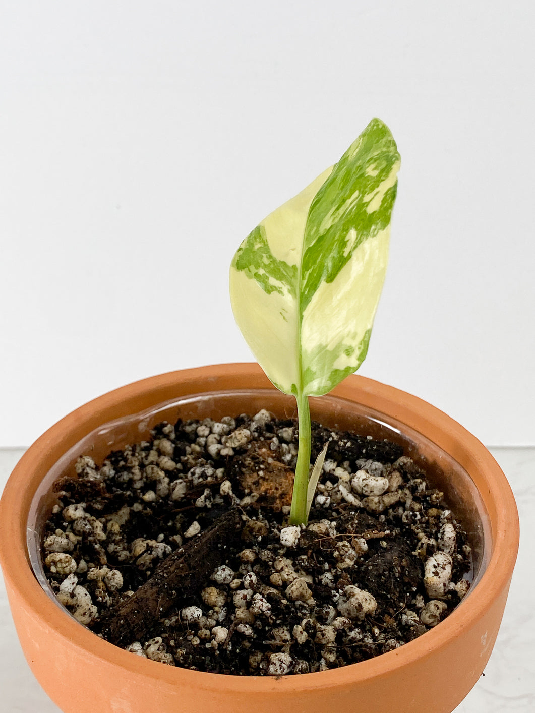 Monstera Lechelriana variegated  Rooted 1 leaf 1 sprout