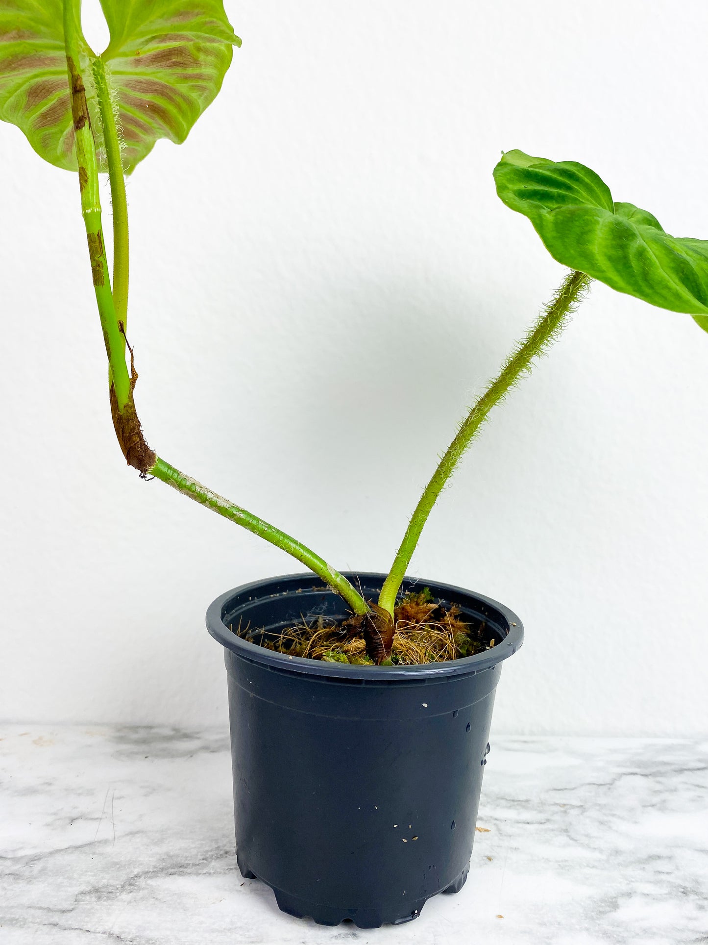 Philodendron verrucosum tambillo rooted 3 leaves (1 leaf is unfurling)