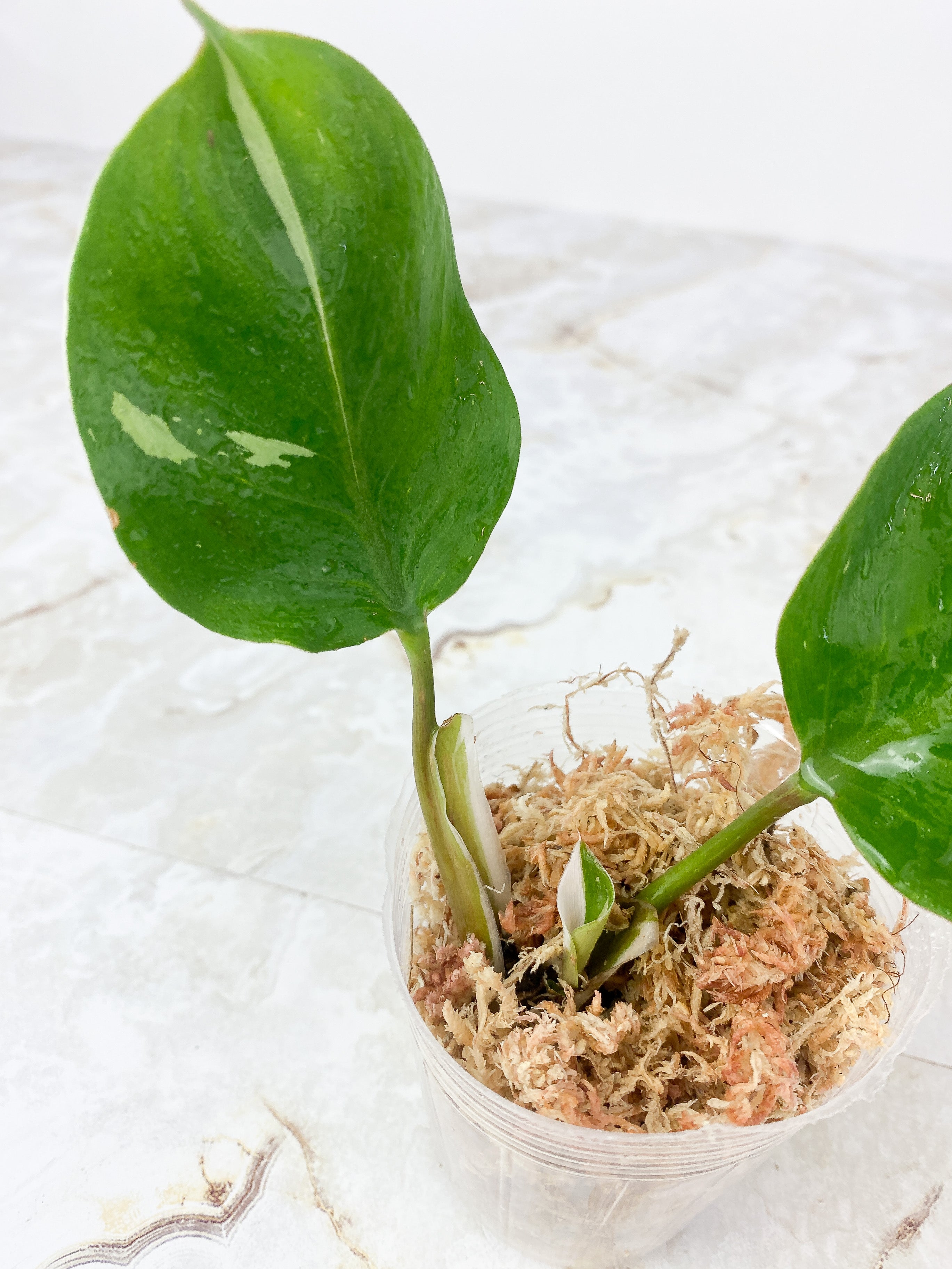 Philodendron White Knight Rooting 3 leaves highly variegated
