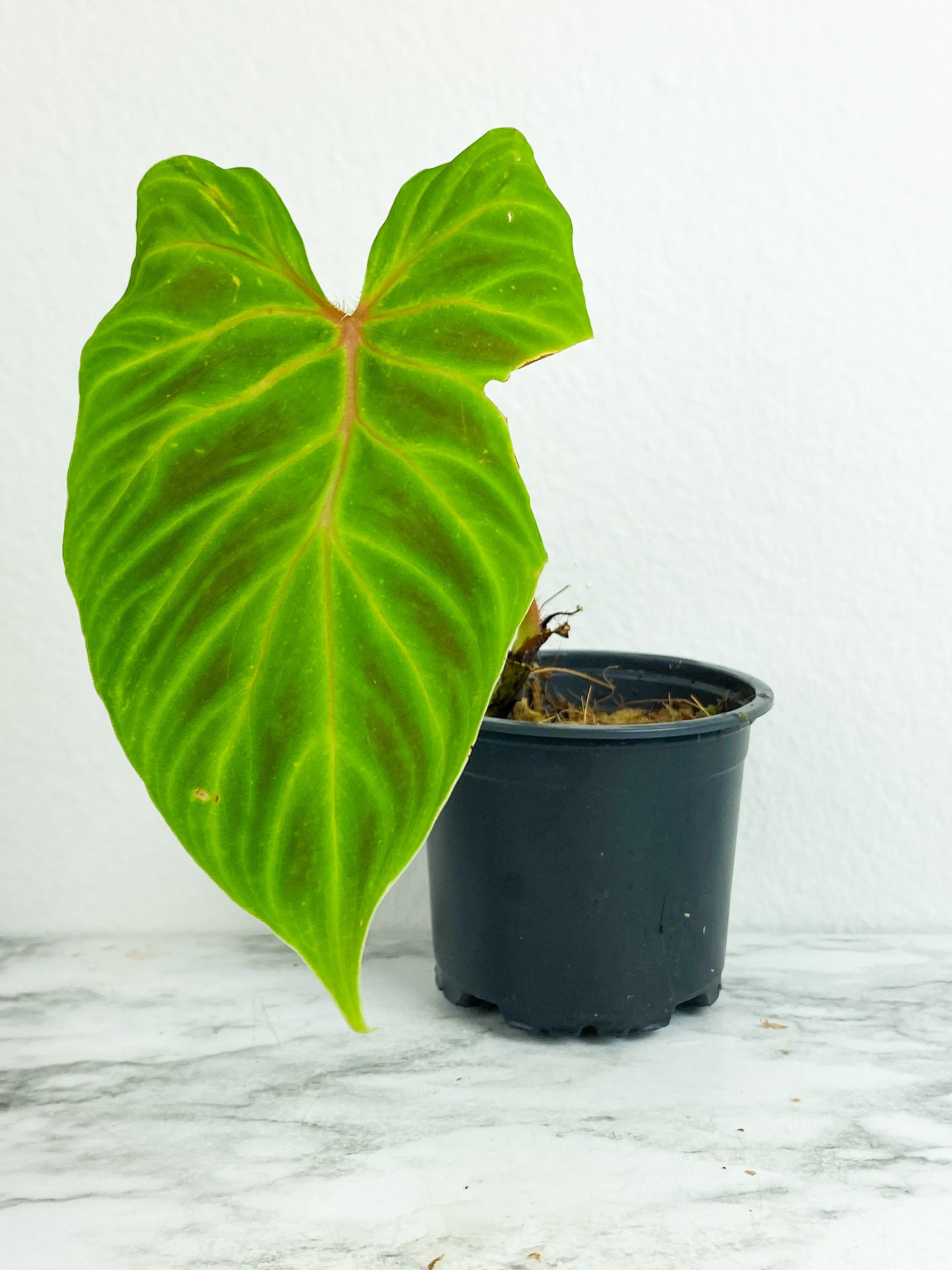 Philodendron verrucosum tambillo rooted 1 leaf and 1 sprout (Big leaf ~6")