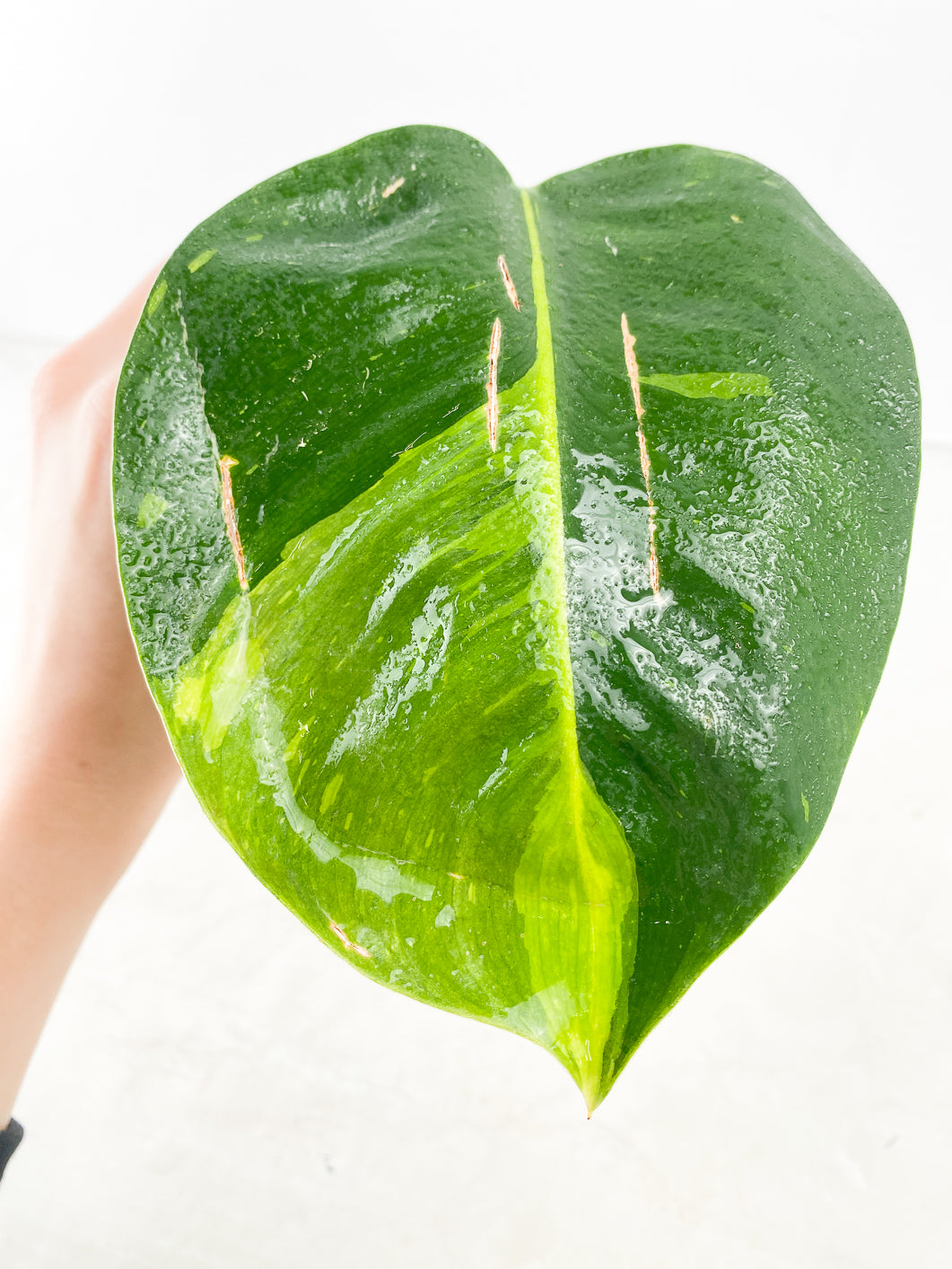 Philodendron Green Congo Nuclear Variegated 1 leaf 1 sprout