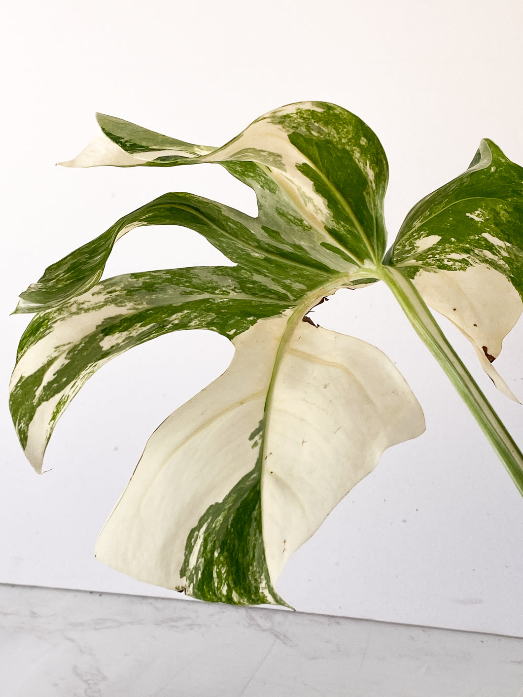 Monstera albo borsigiana White Tiger 1 leaf Rooting