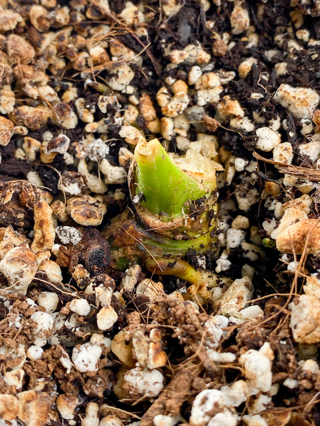 Anthurium Warocqueanum Round Rooted sprout