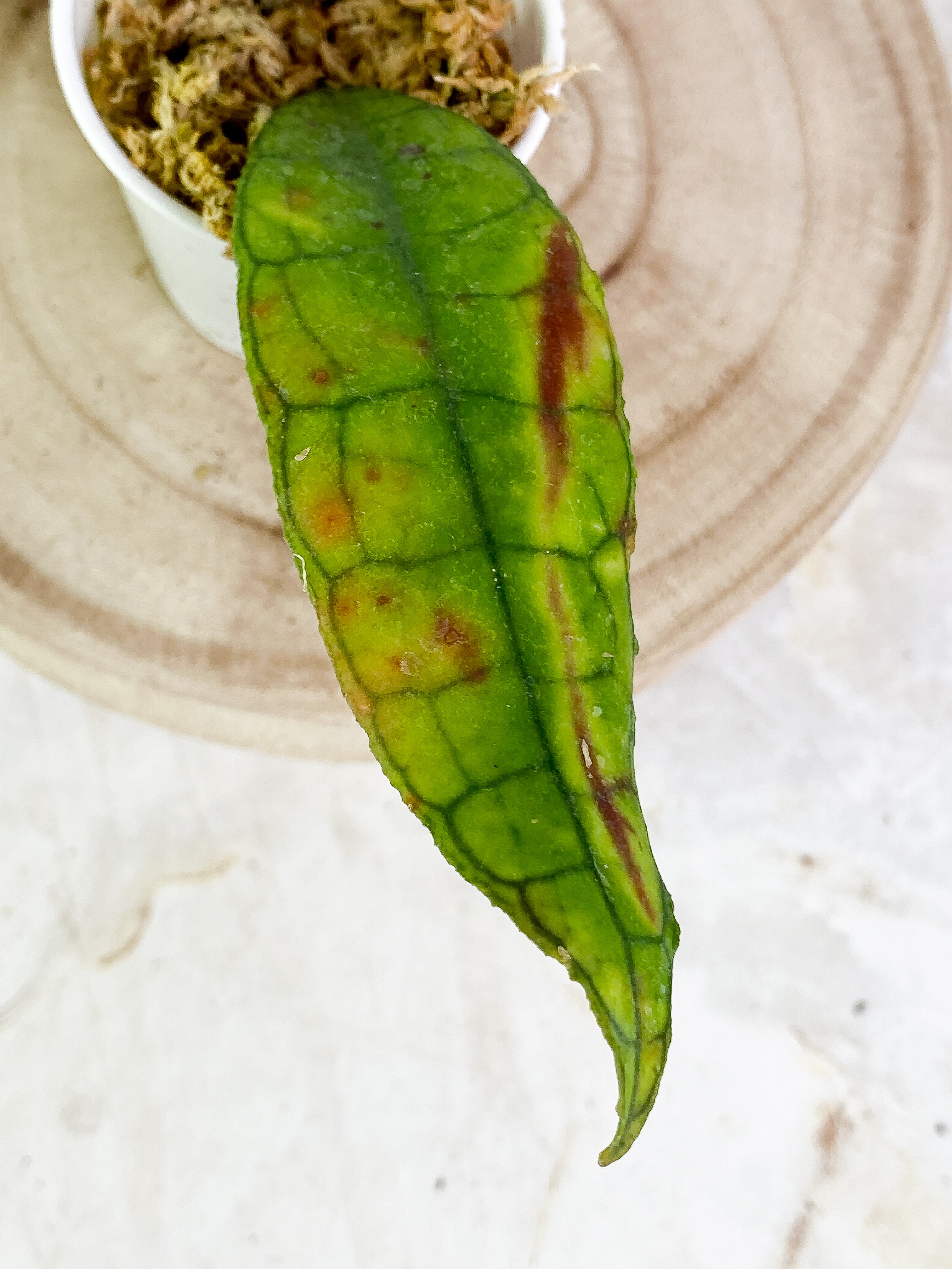 Hoya Finlaysonii Rippled leaf 2 leaves Rooted