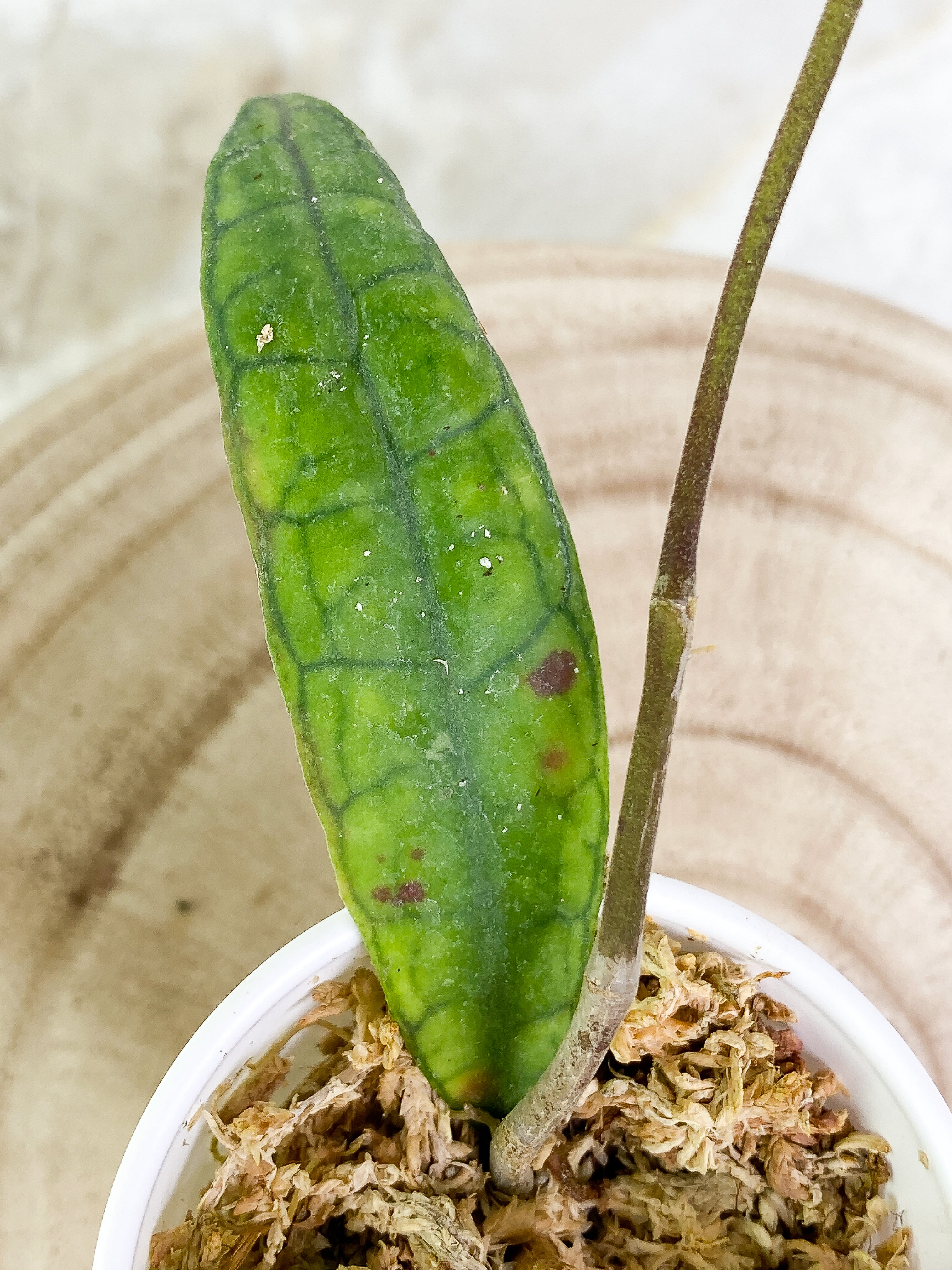 Hoya Finlaysonii Rippled leaf 2 leaves Rooted