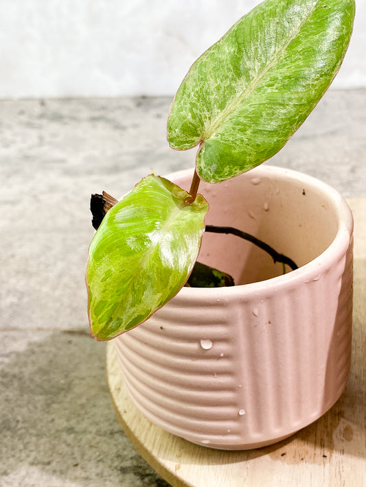$10 add-on: Philodendron paraiso verde
