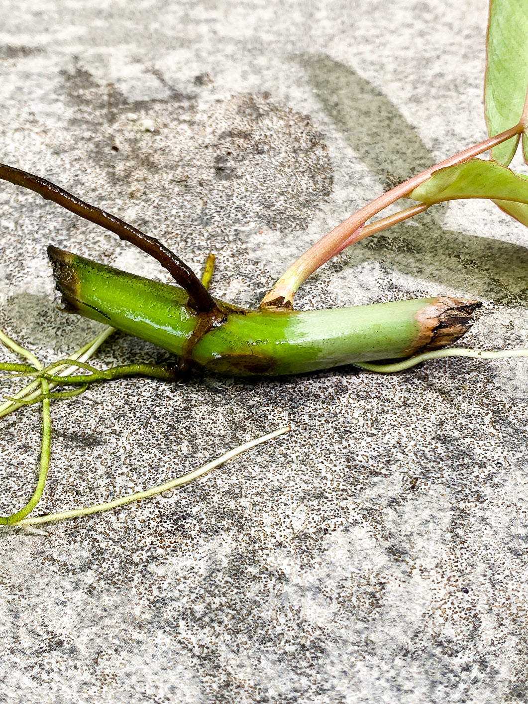 $10 add-on: Philodendron paraiso verde