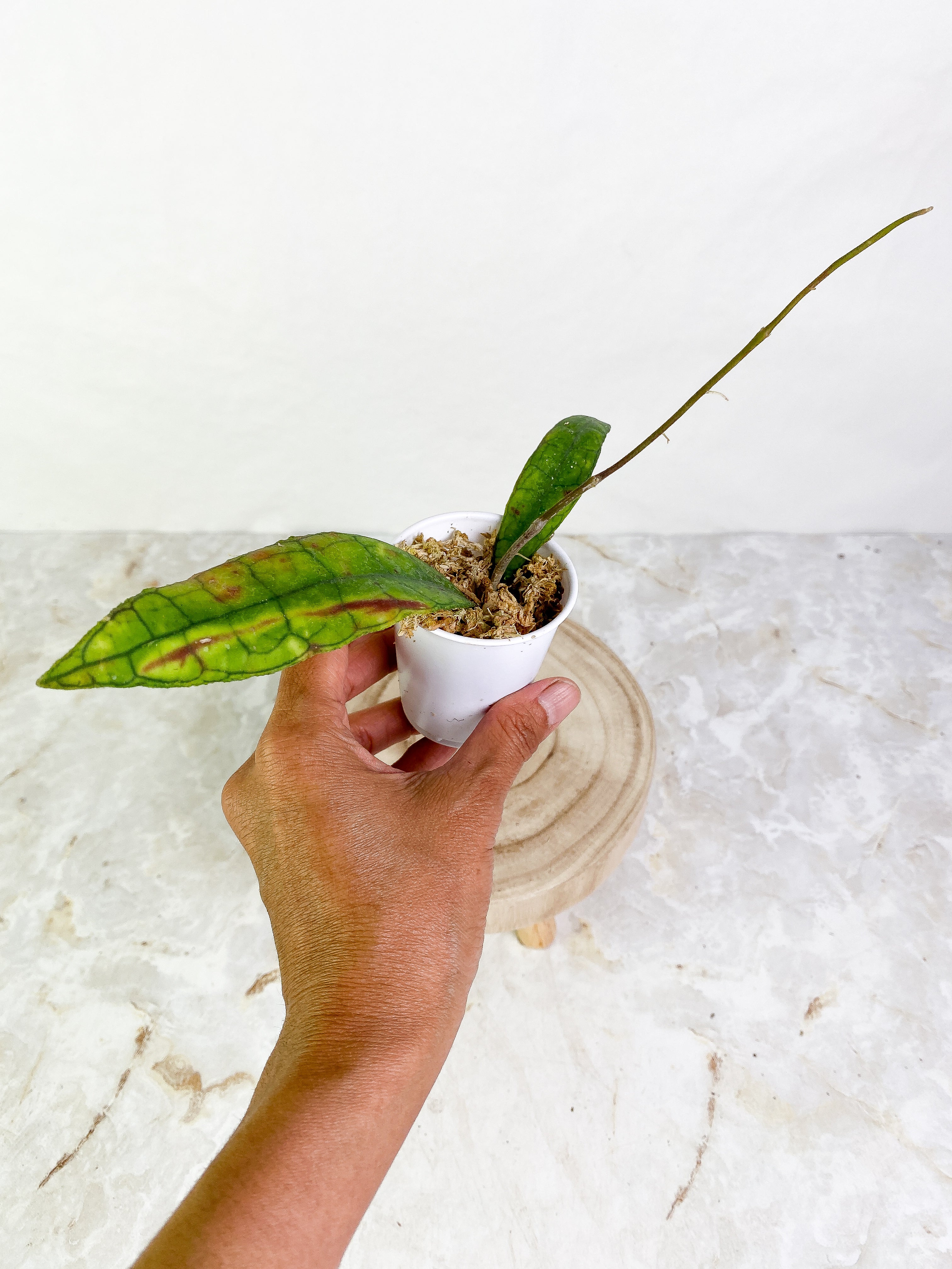 Hoya Finlaysonii Rippled leaf 2 leaves Rooted