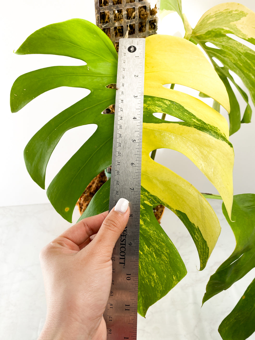 Monstera aurea tricolor 3 leaves Slightly Rooted