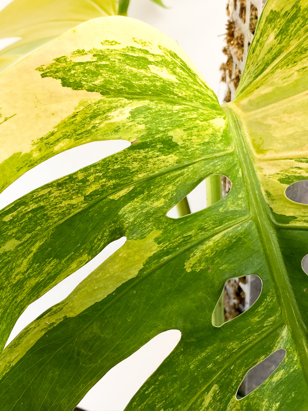 Monstera aurea tricolor 3 leaves Slightly Rooted