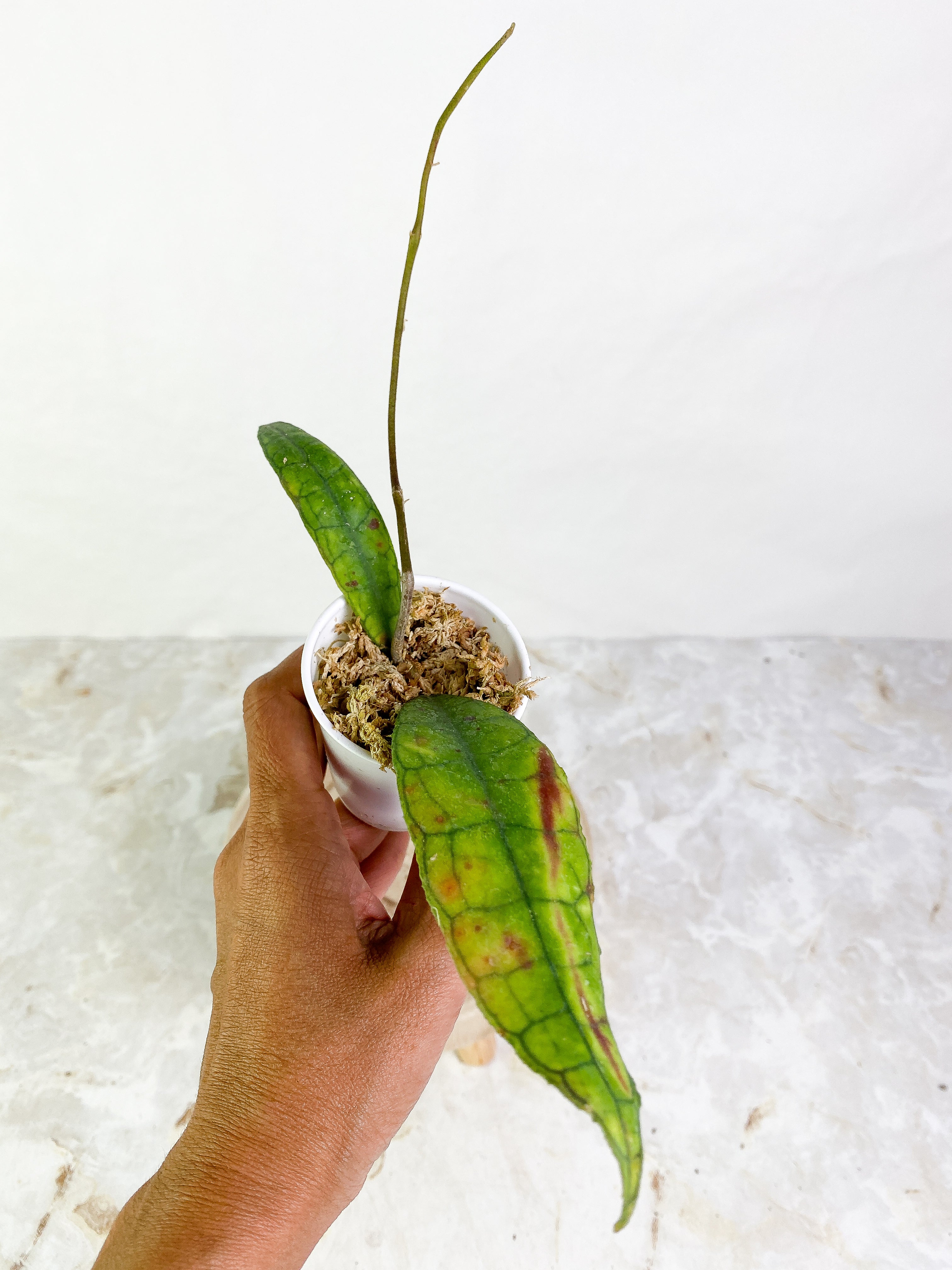 Hoya Finlaysonii Rippled leaf 2 leaves Rooted