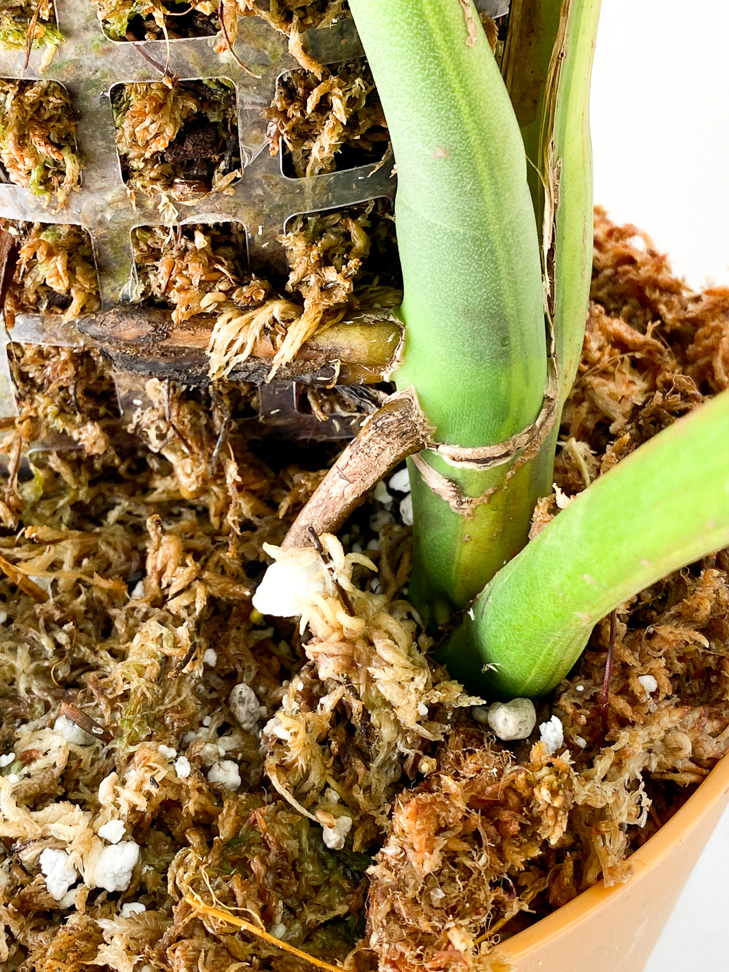 Monstera aurea tricolor 3 leaves Slightly Rooted