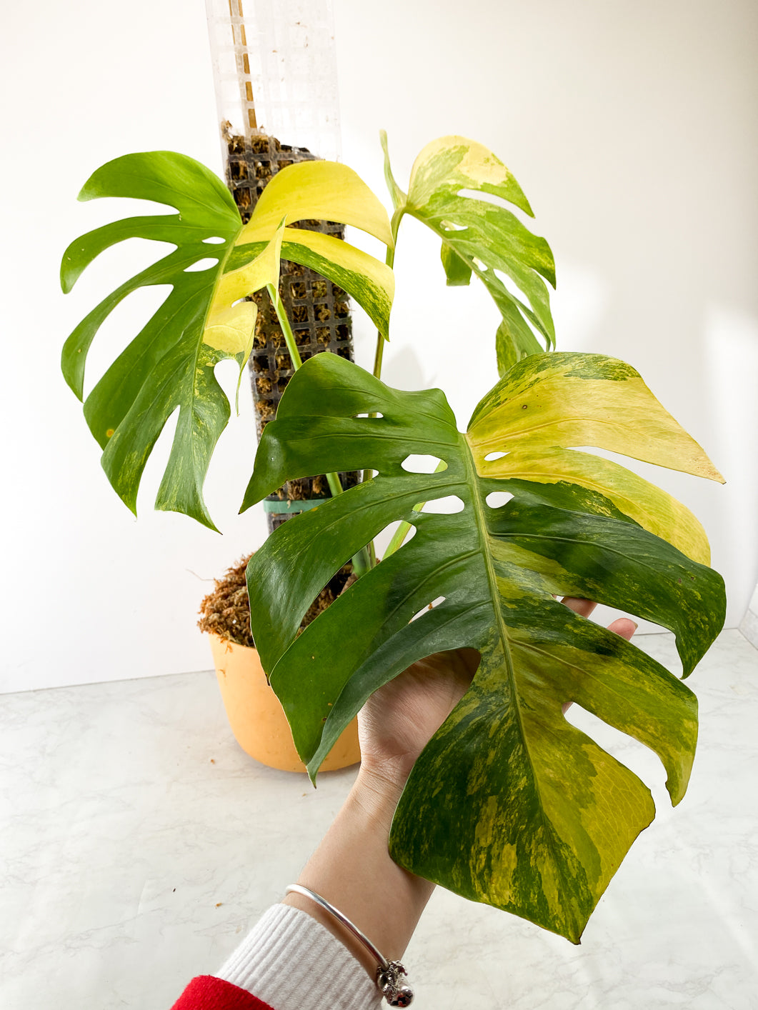 Monstera aurea tricolor 3 leaves Slightly Rooted