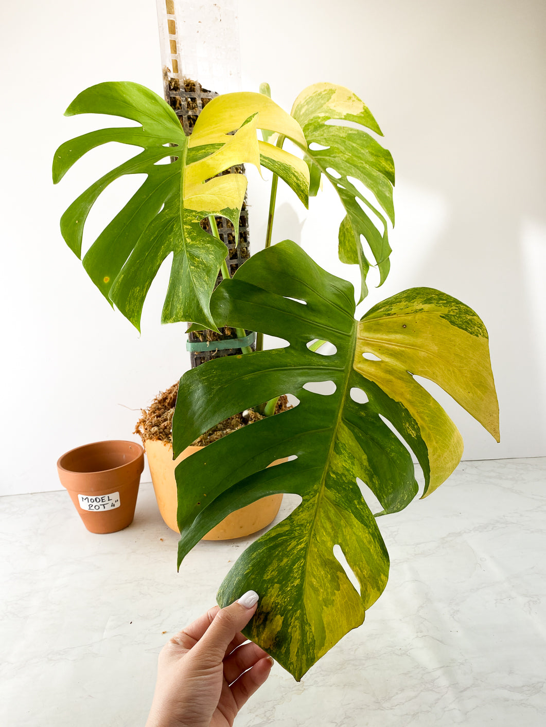 Monstera aurea tricolor 3 leaves Slightly Rooted