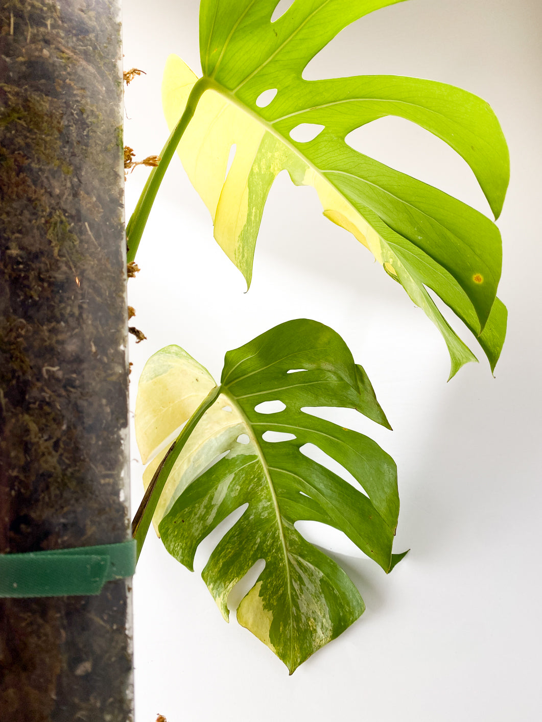 Monstera aurea tricolor 3 leaves Slightly Rooted