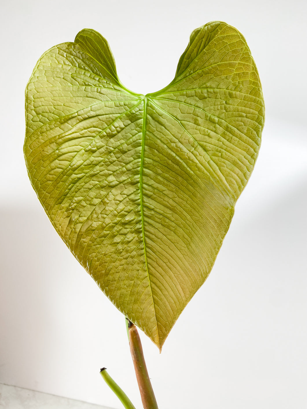 Anthurium Rugulosum "Quilted heart"