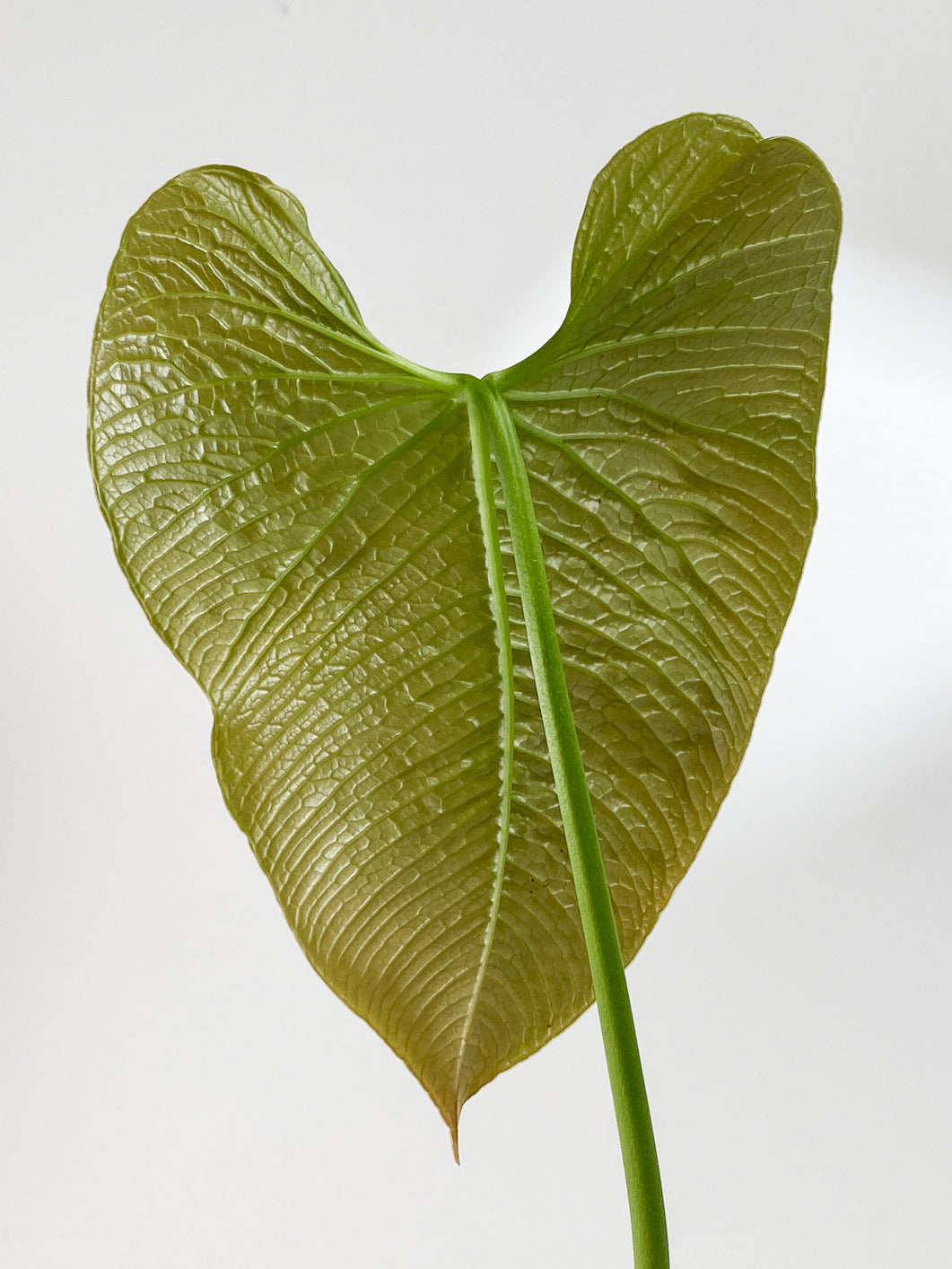 Anthurium Rugulosum "Quilted heart"