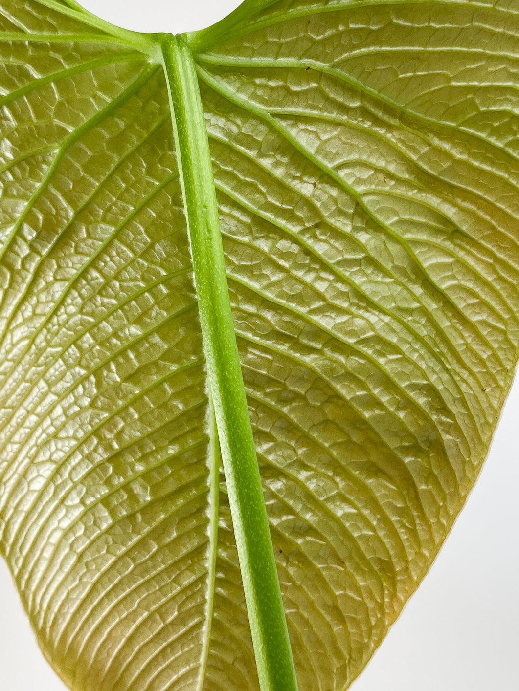 Anthurium Rugulosum "Quilted heart"