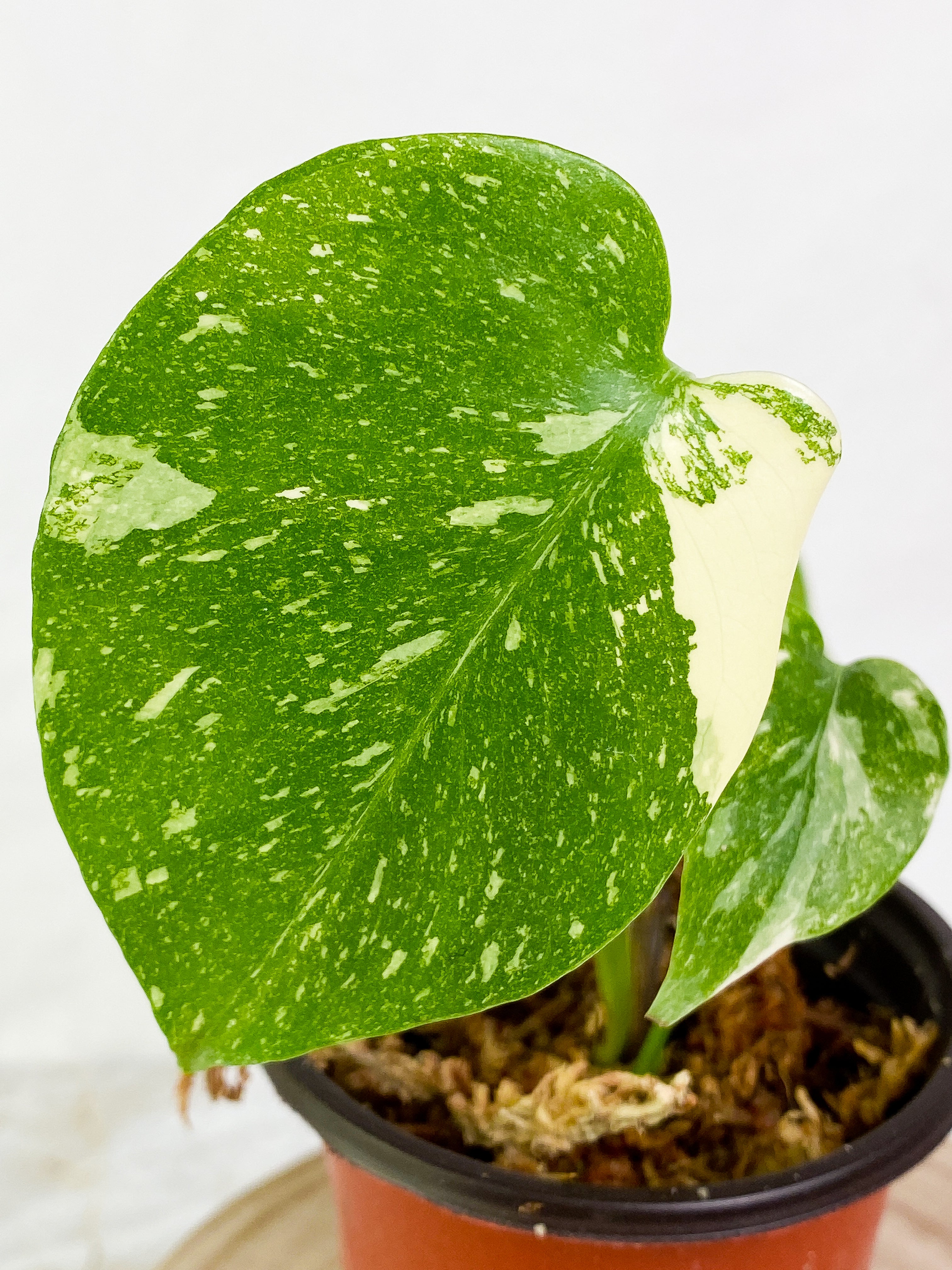 Monstera Thai Constellation  3 leaves Highly Variegated