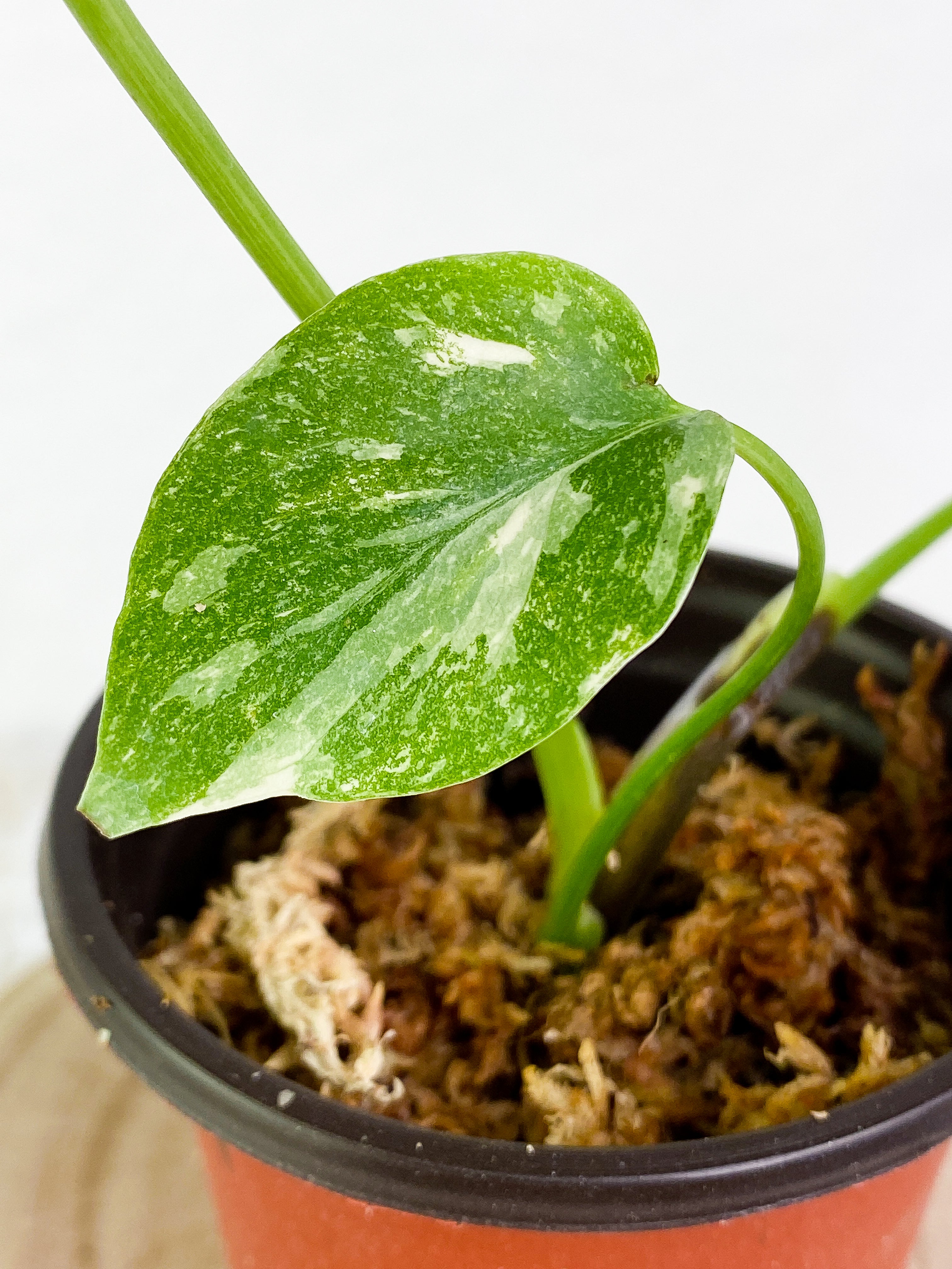 Monstera Thai Constellation  3 leaves Highly Variegated