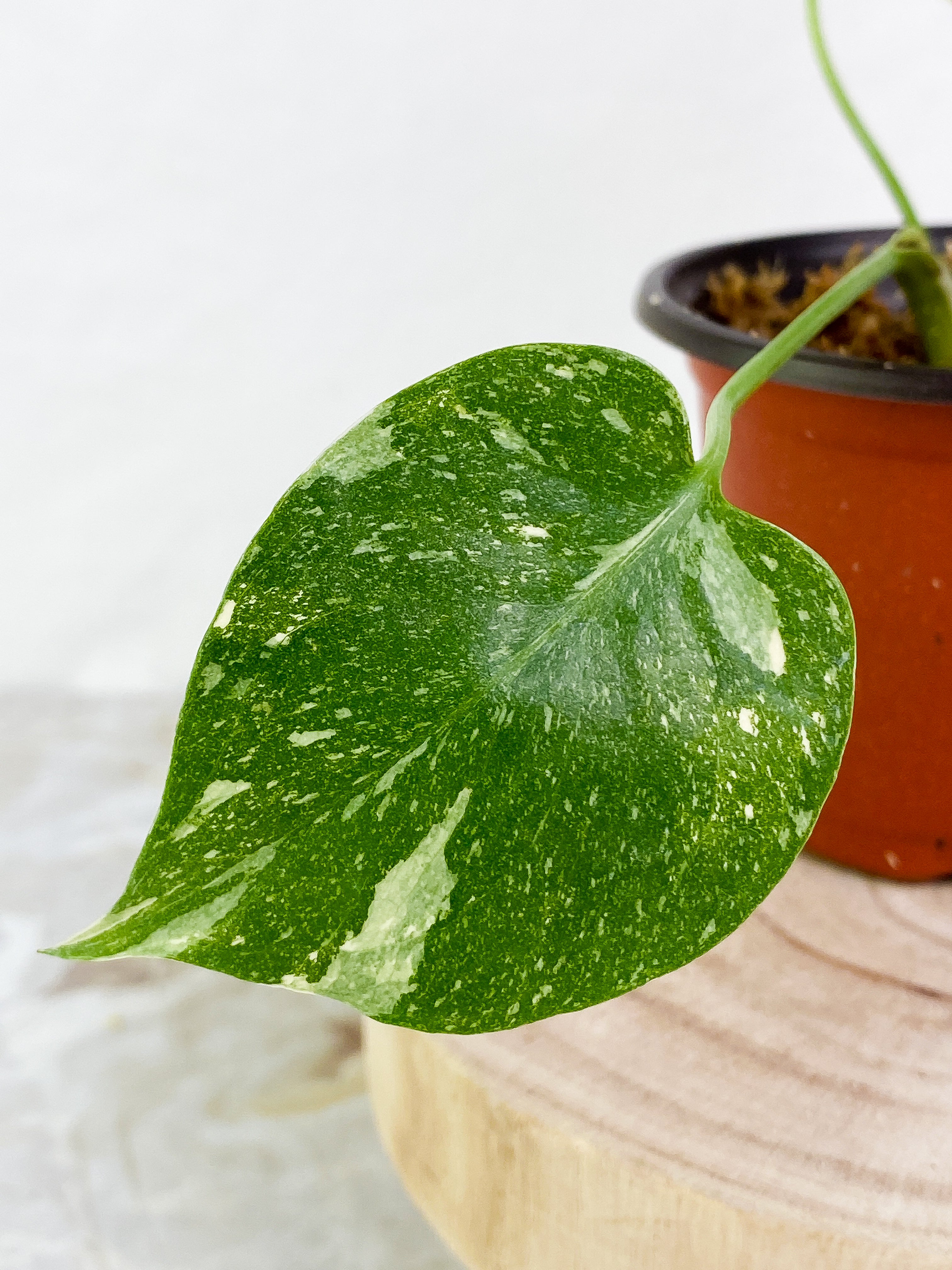 Monstera Thai Constellation  3 leaves Highly Variegated