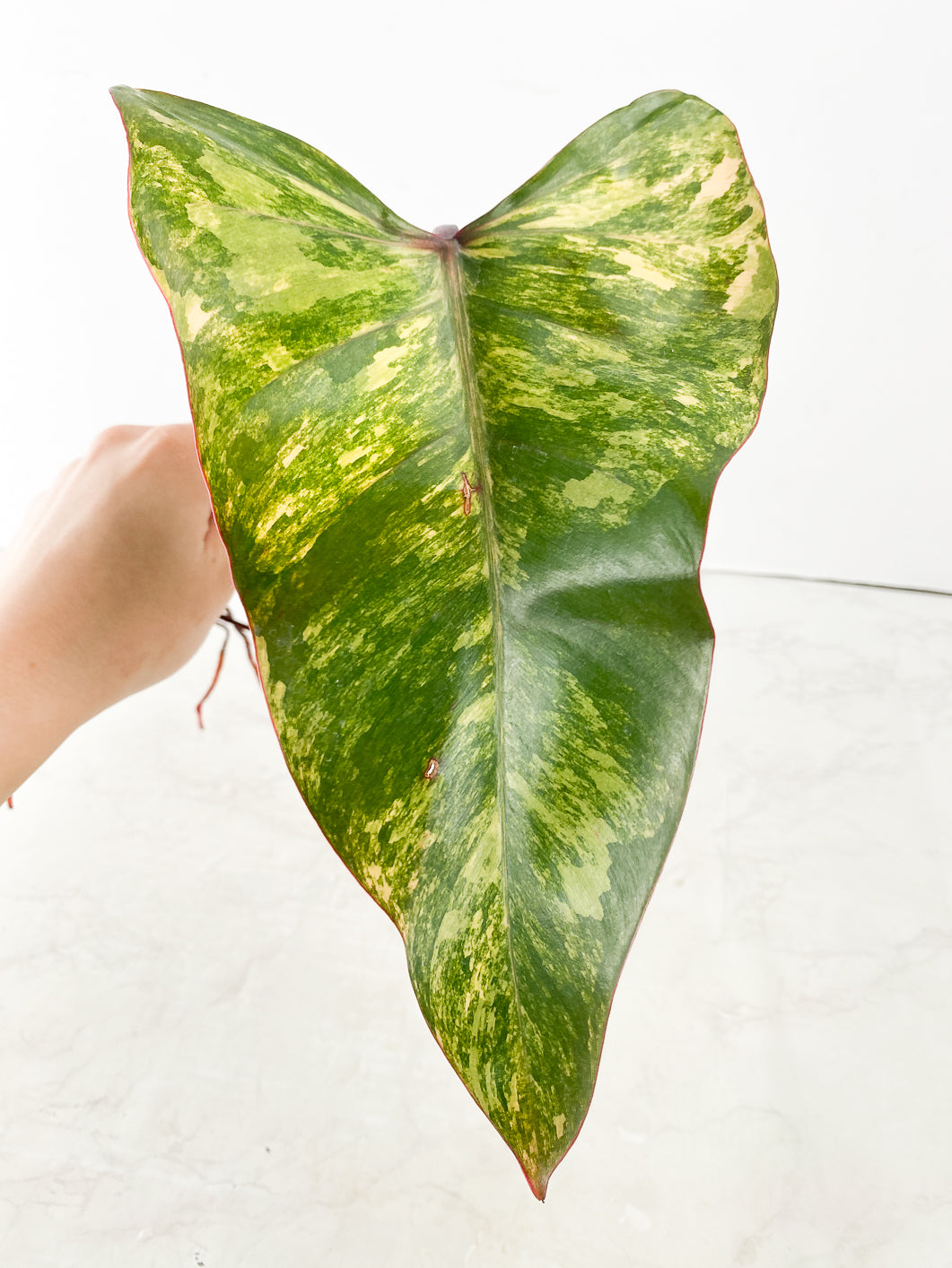 Philodendron Strawberry Shake 1 leaf