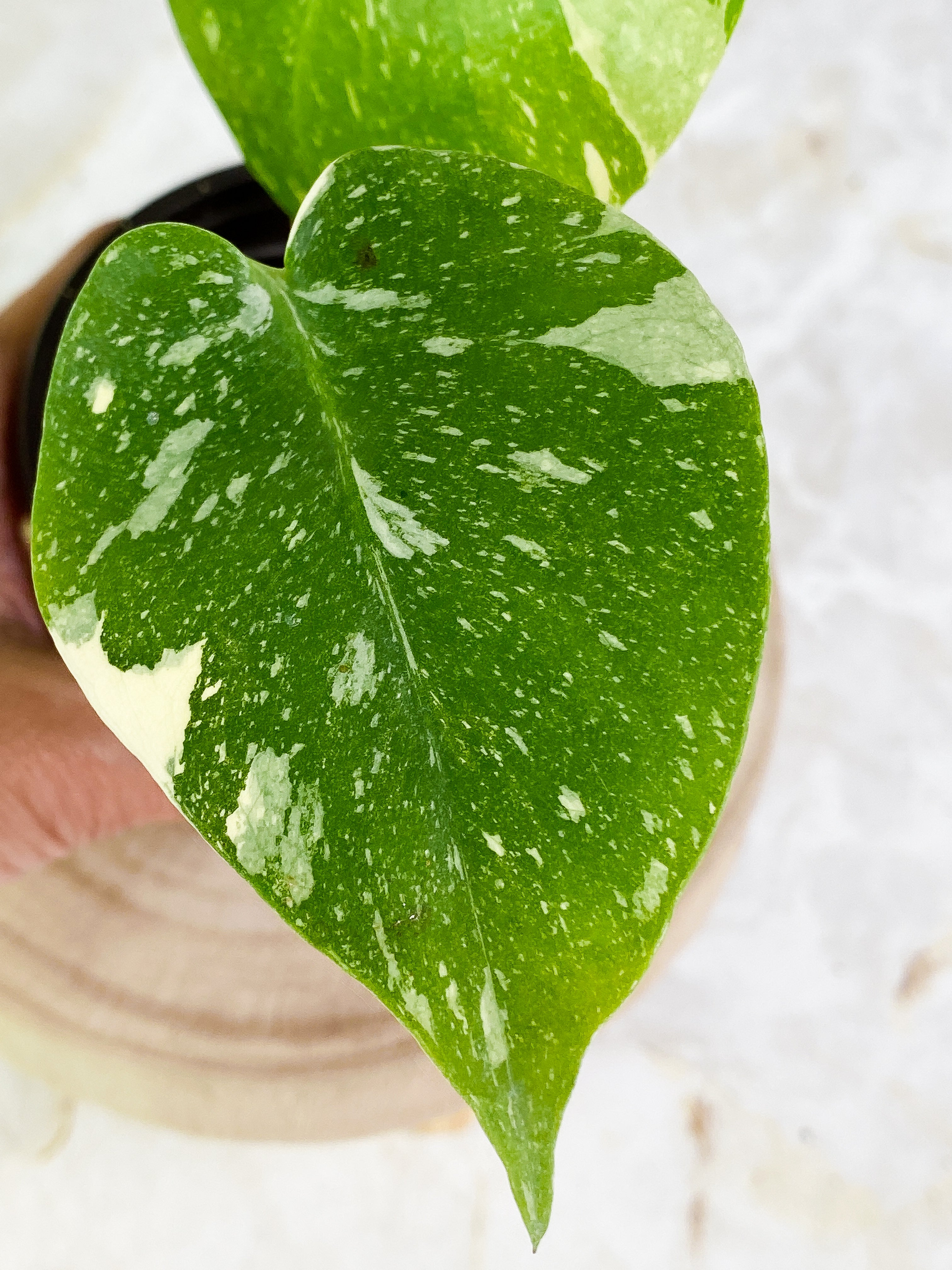 Monstera Thai Constellation  3 leaves Highly Variegated  Half Moon