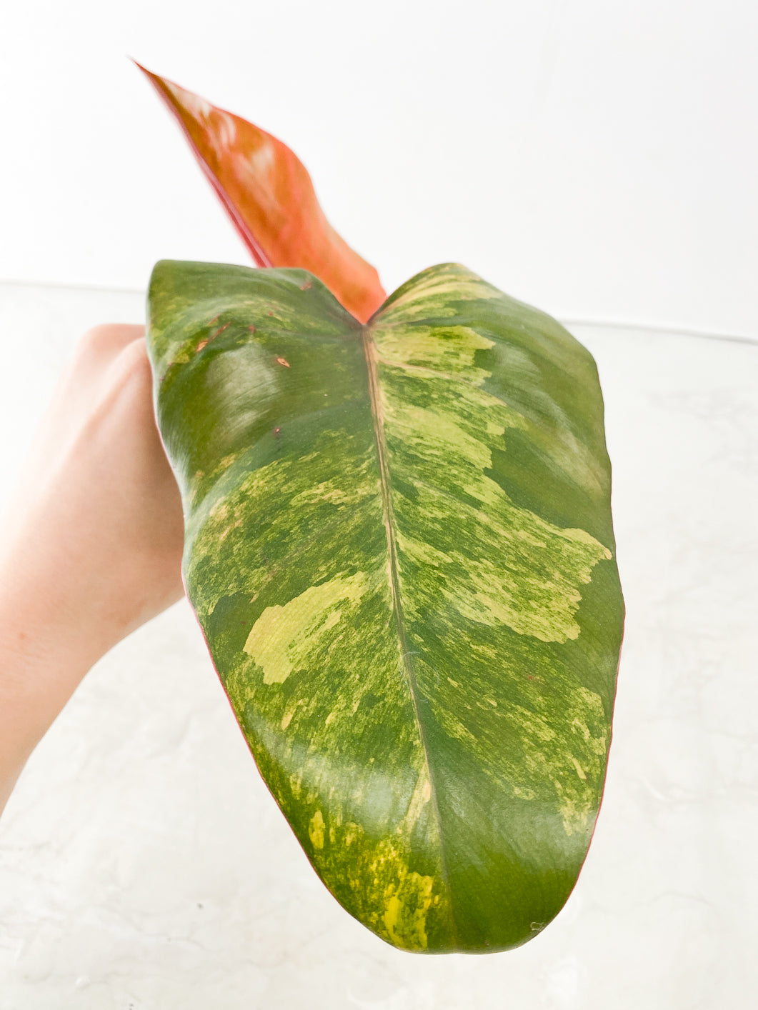 Philodendron Strawberry Shake 2 leaves