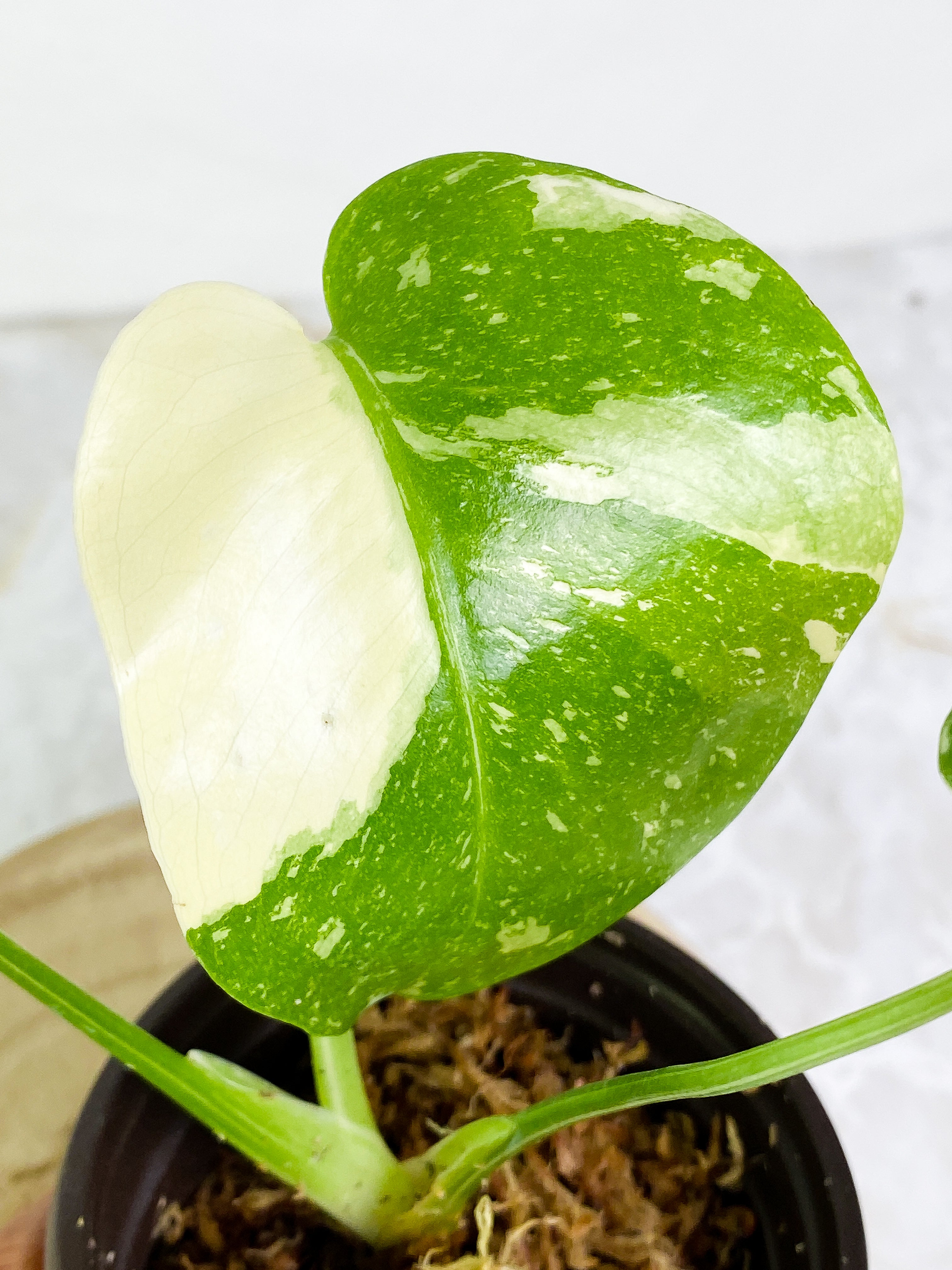 Monstera Thai Constellation  3 leaves Highly Variegated  Half Moon