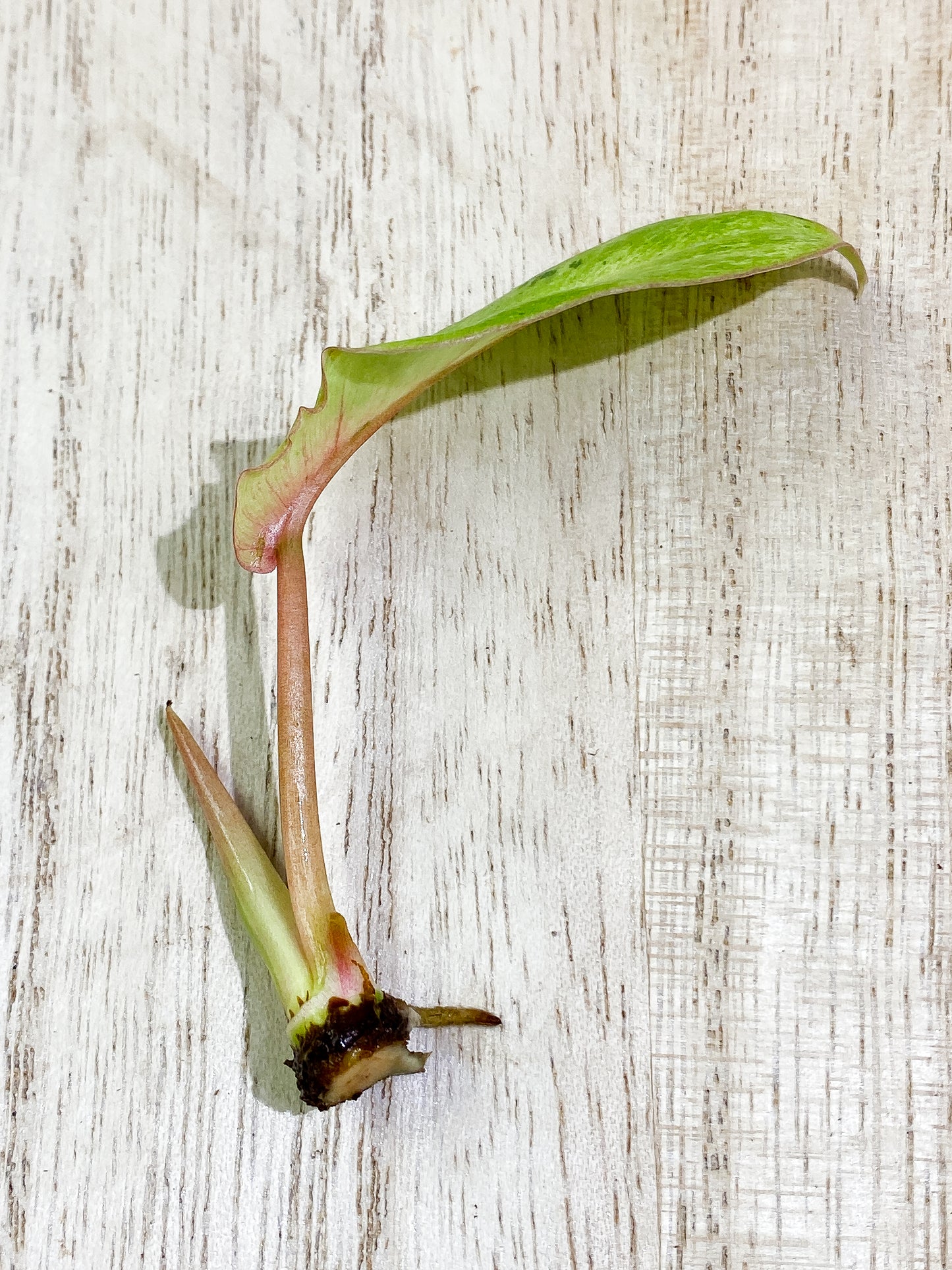 Philodendron Snowdrifts 1 leaf 1 sprout Rooting Top Cutting