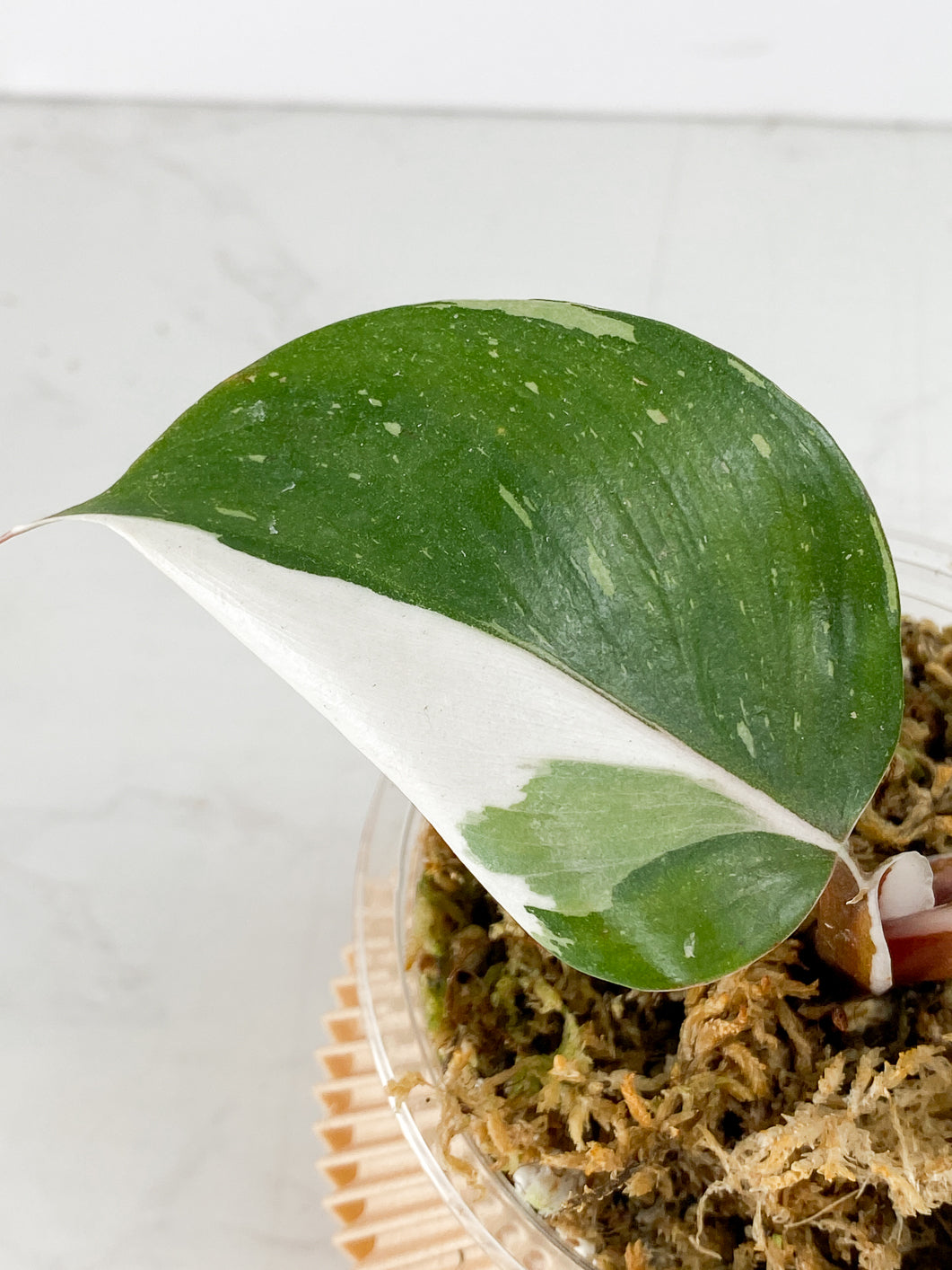 Philodendron White Knight  Tricolor Rooted