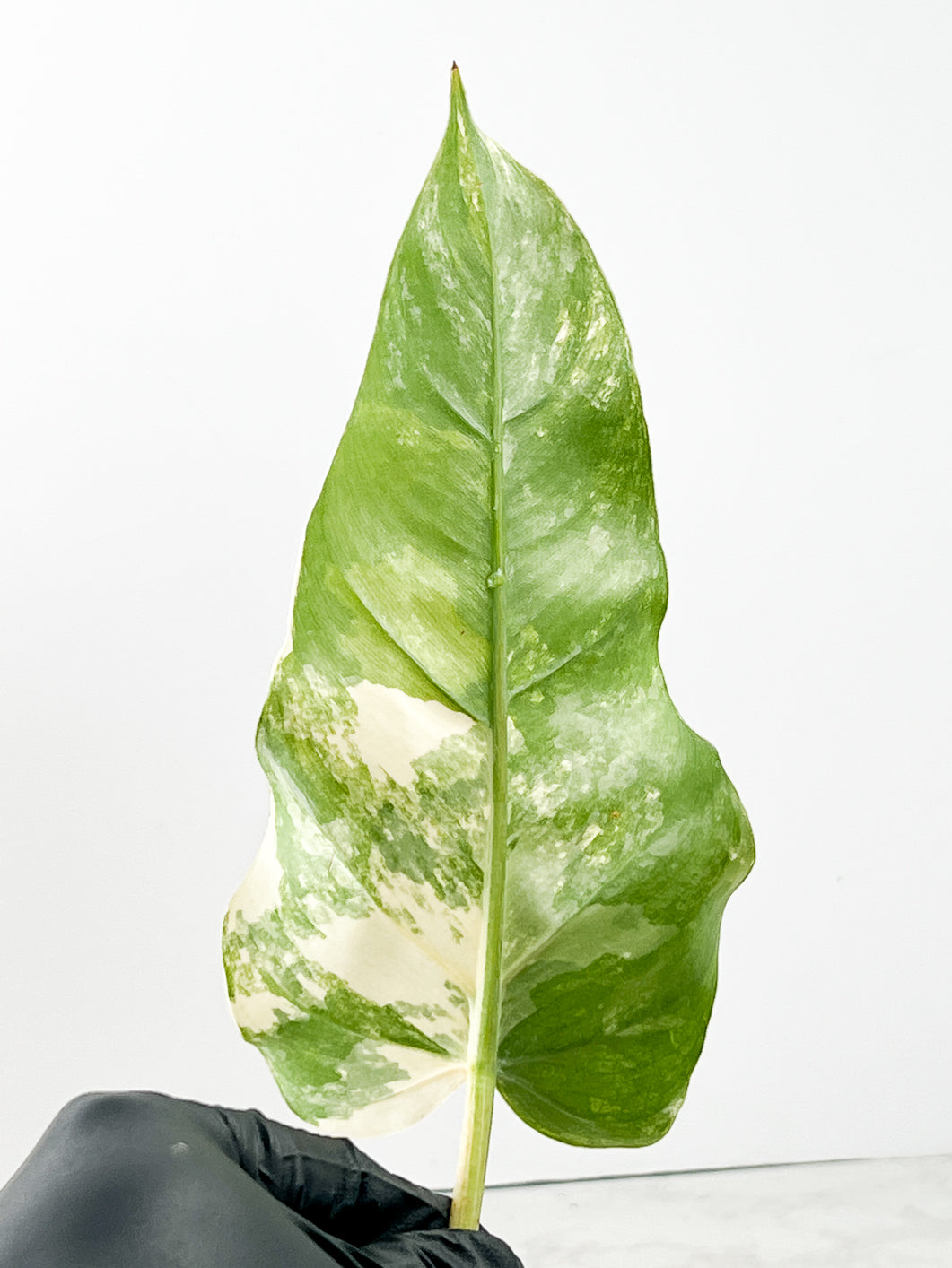 Philodendron Domesticum Variegated 1 leaf double node