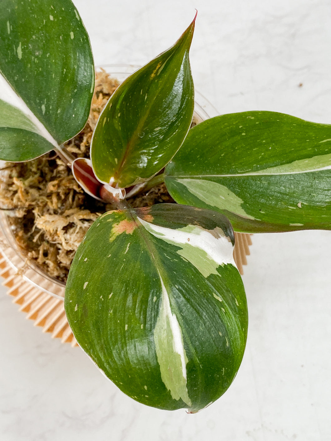 Philodendron White Knight  Tricolor Rooted