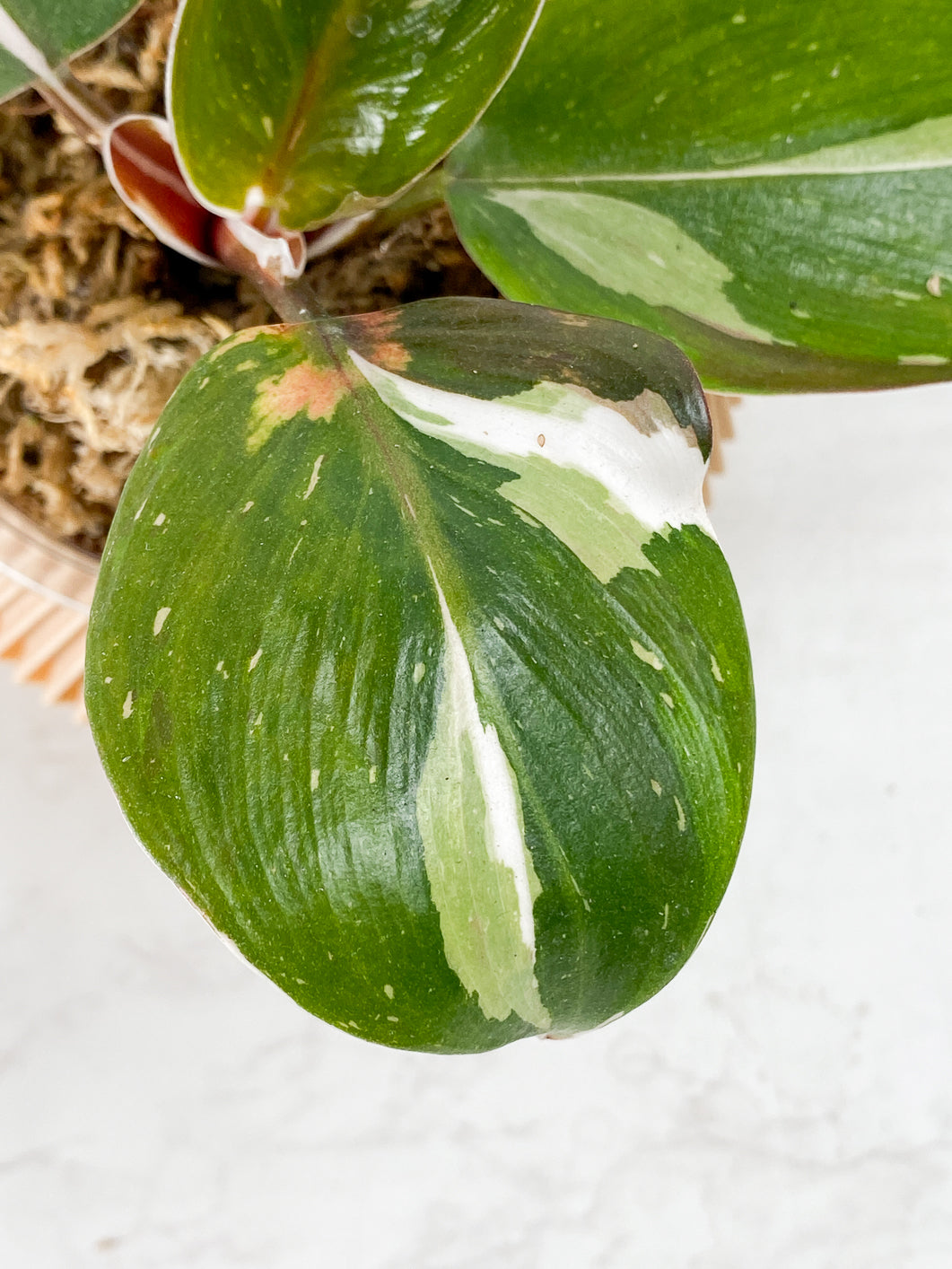 Philodendron White Knight  Tricolor Rooted