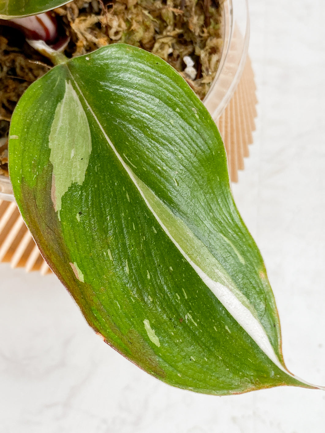 Philodendron White Knight  Tricolor Rooted