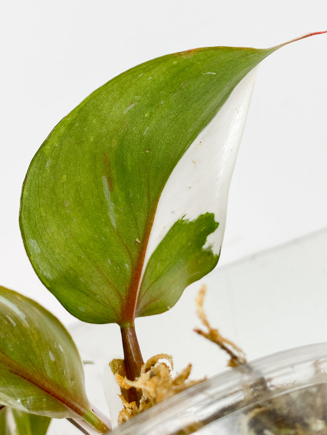 Philodendron White Knight  Tricolor Rooted