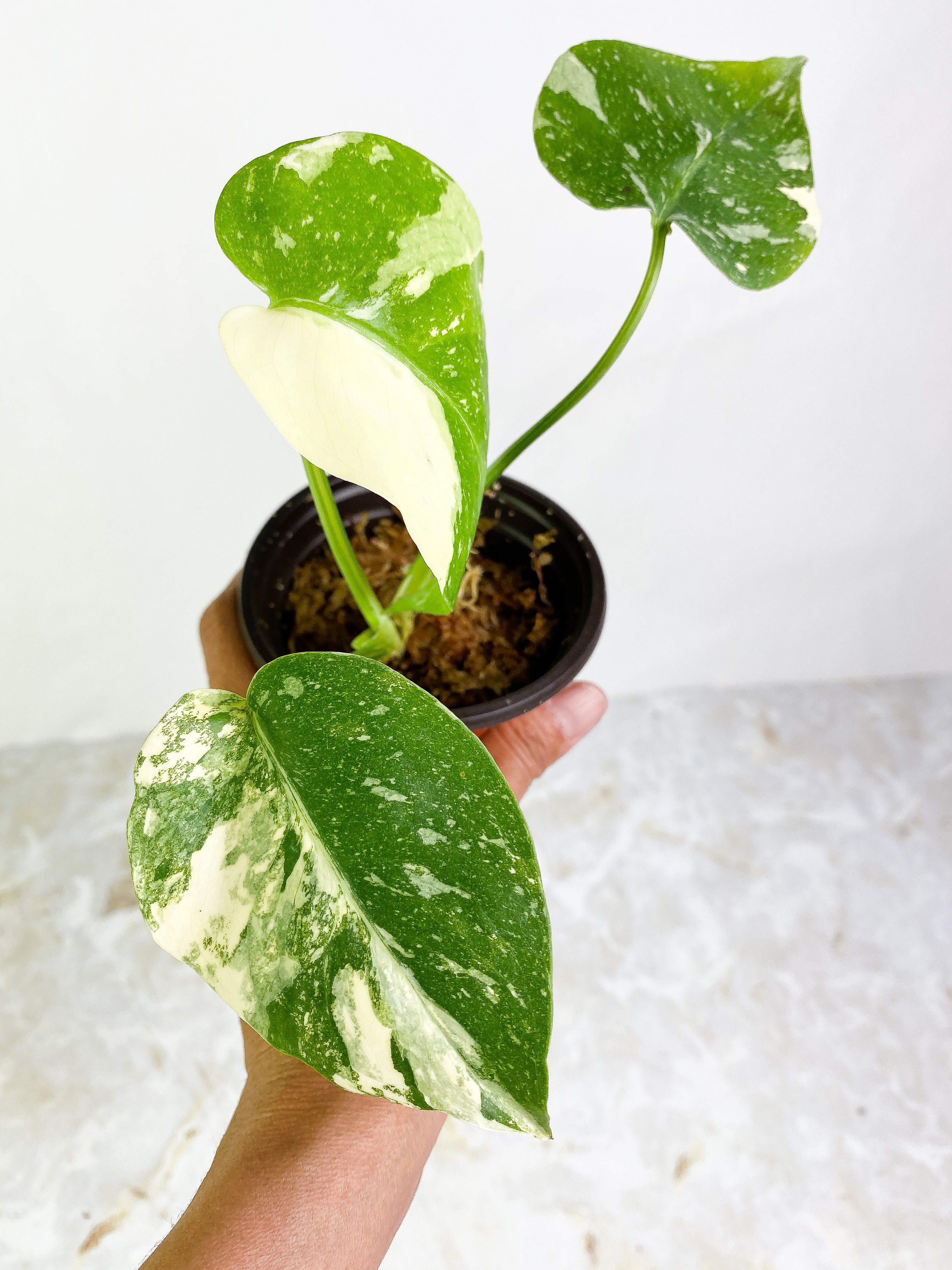 Monstera Thai Constellation  3 leaves Highly Variegated  Half Moon