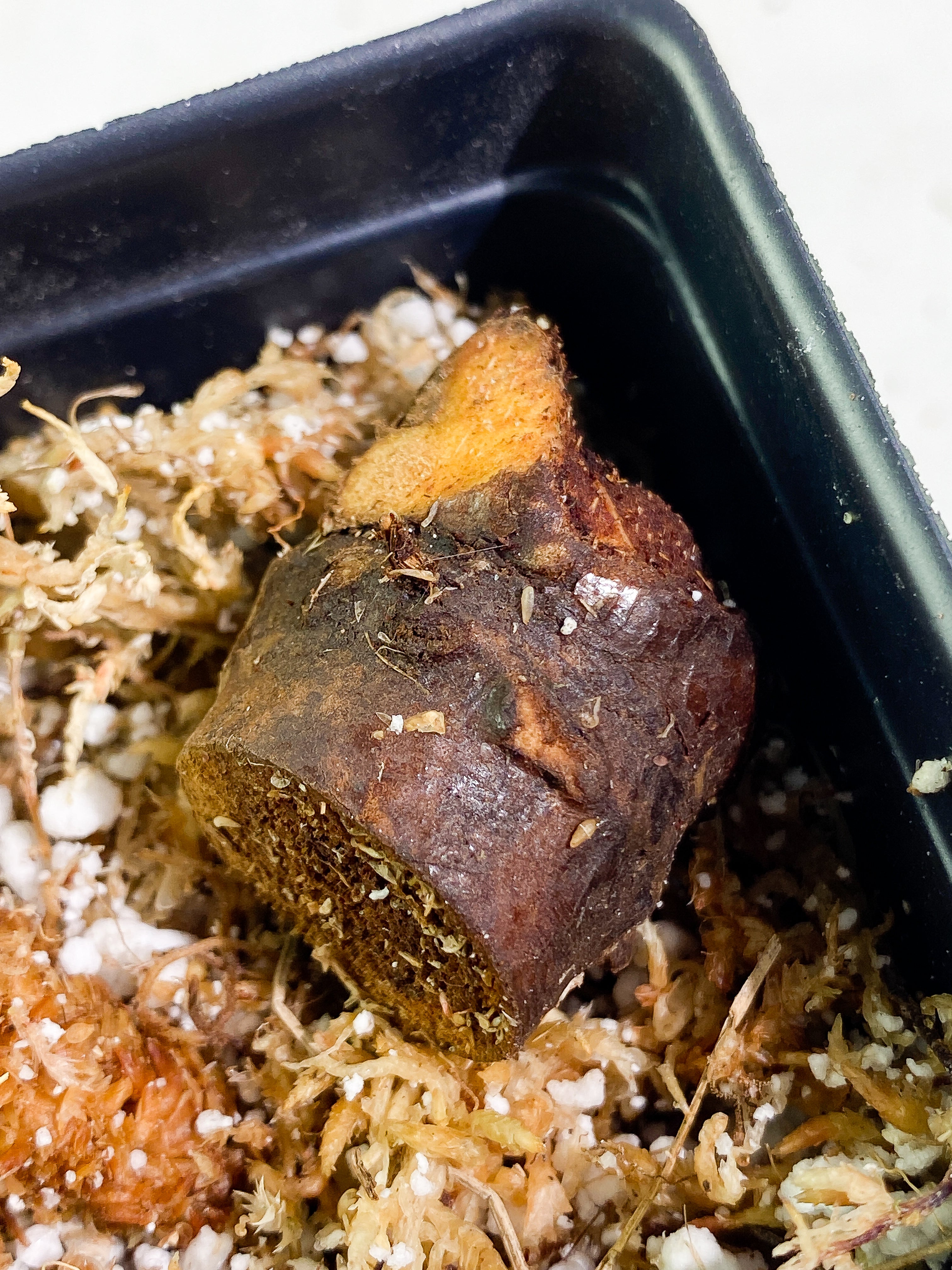 Philodendron luxurians unrooted node
