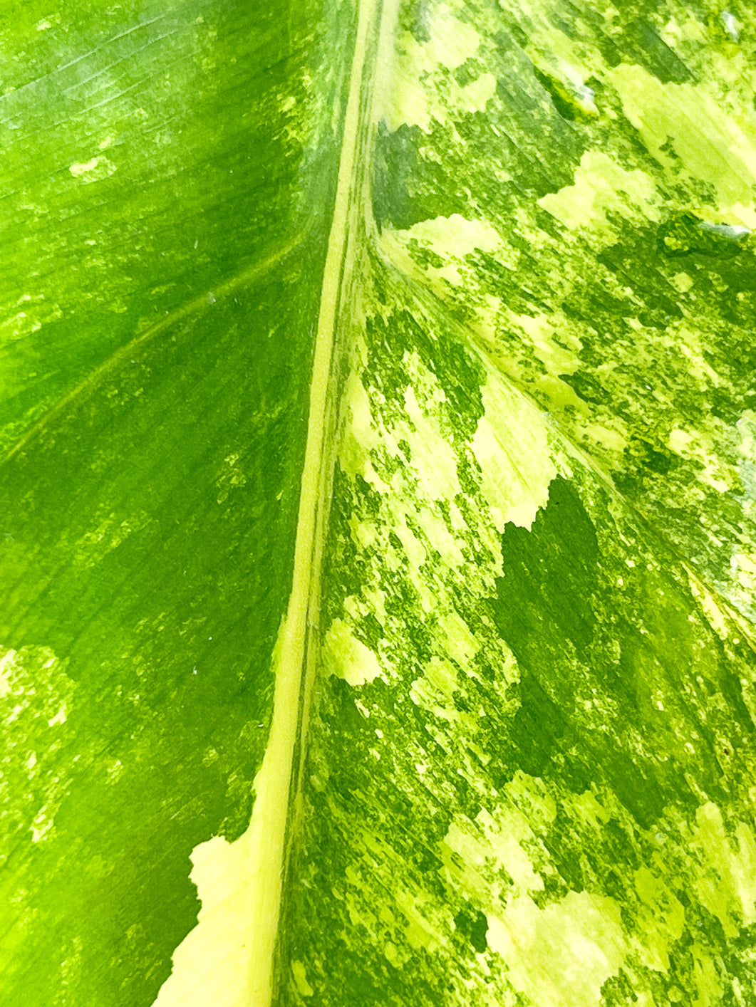 Philodendron Domesticum Variegated 2 leaves top cutting rooting