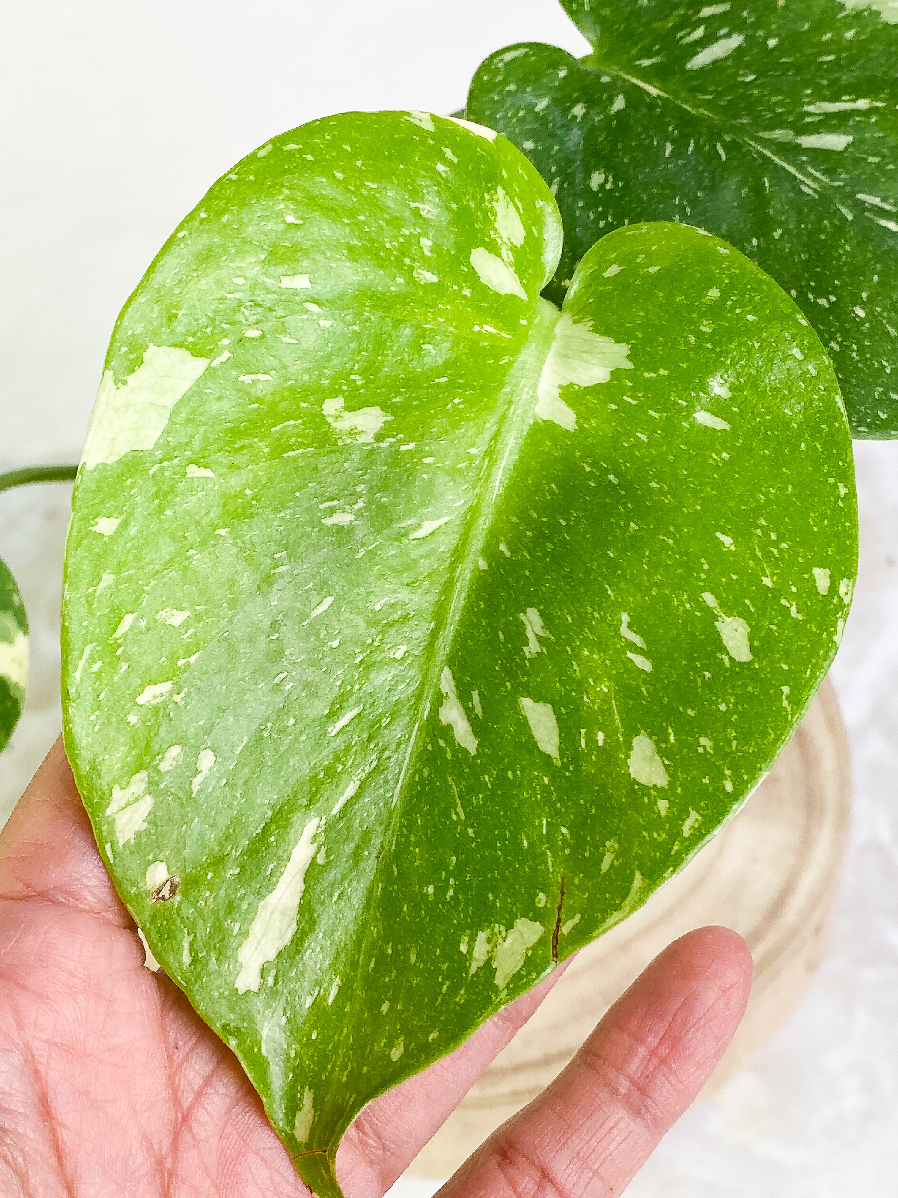 Monstera Thai Constellation  3 leaves Rooted Highly Variegated