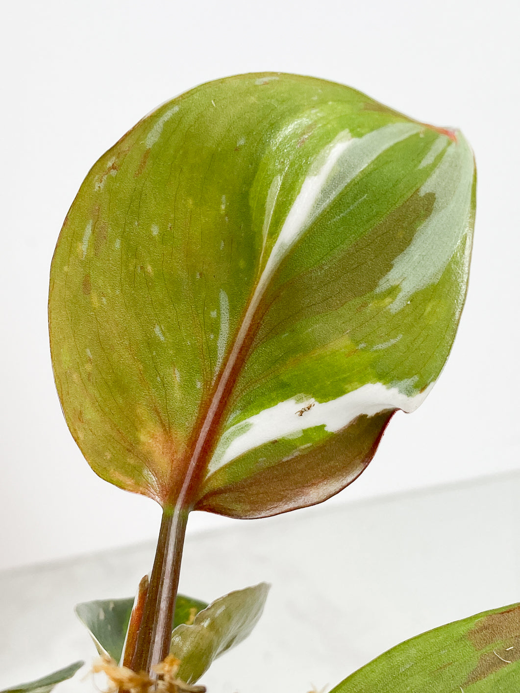 Philodendron White Knight  Tricolor Rooted