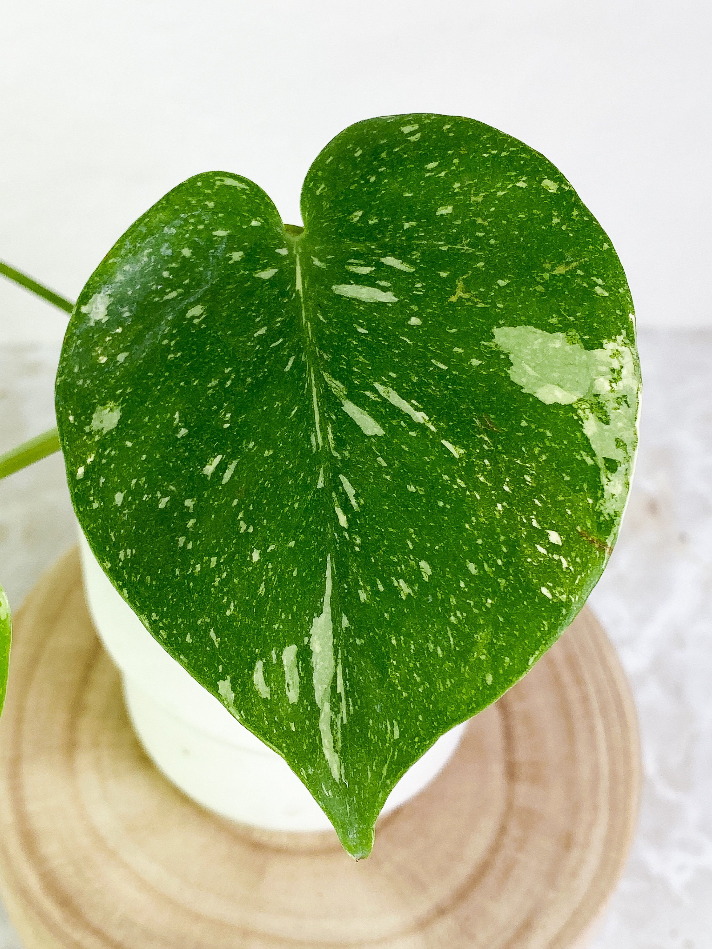 Monstera Thai Constellation  3 leaves Rooted Highly Variegated