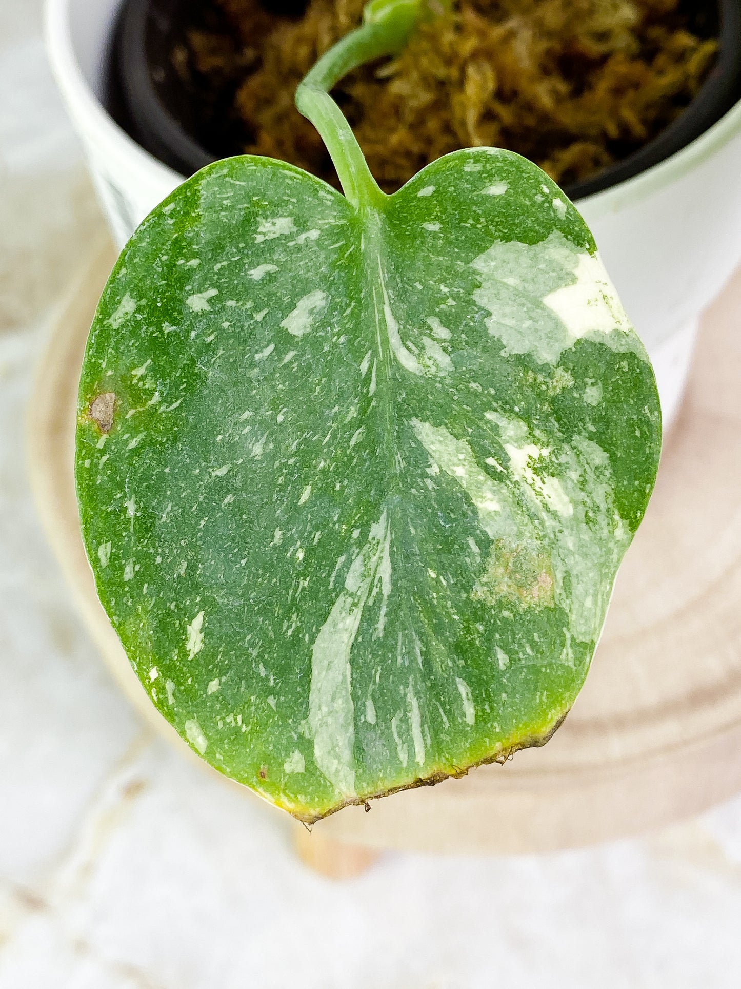 Monstera Thai Constellation  3 leaves Rooted Highly Variegated